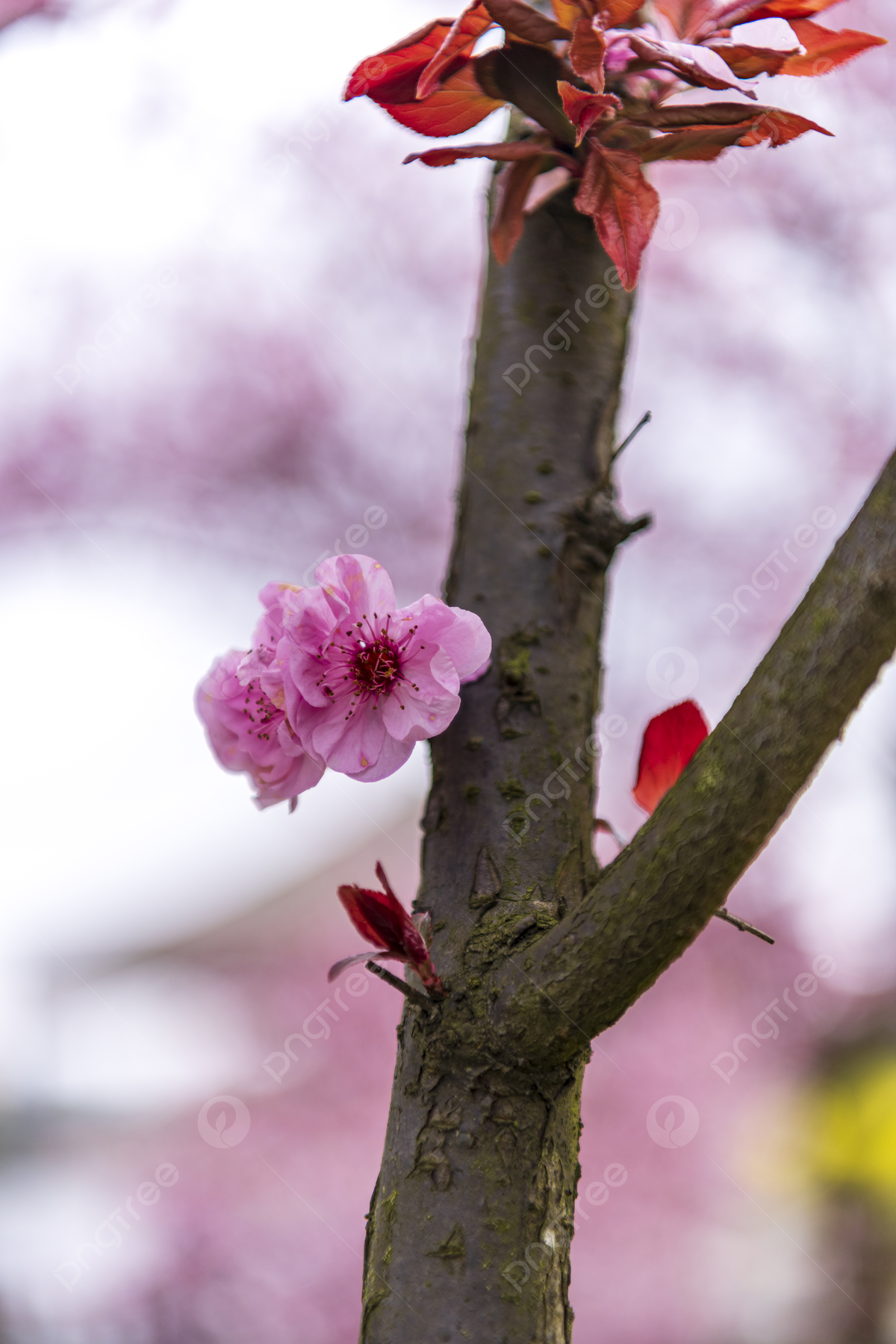 Cherry Blossom Macro HD Photography Background, Beautiful, Pink, Cherry Blossoms Background Image for Free Download