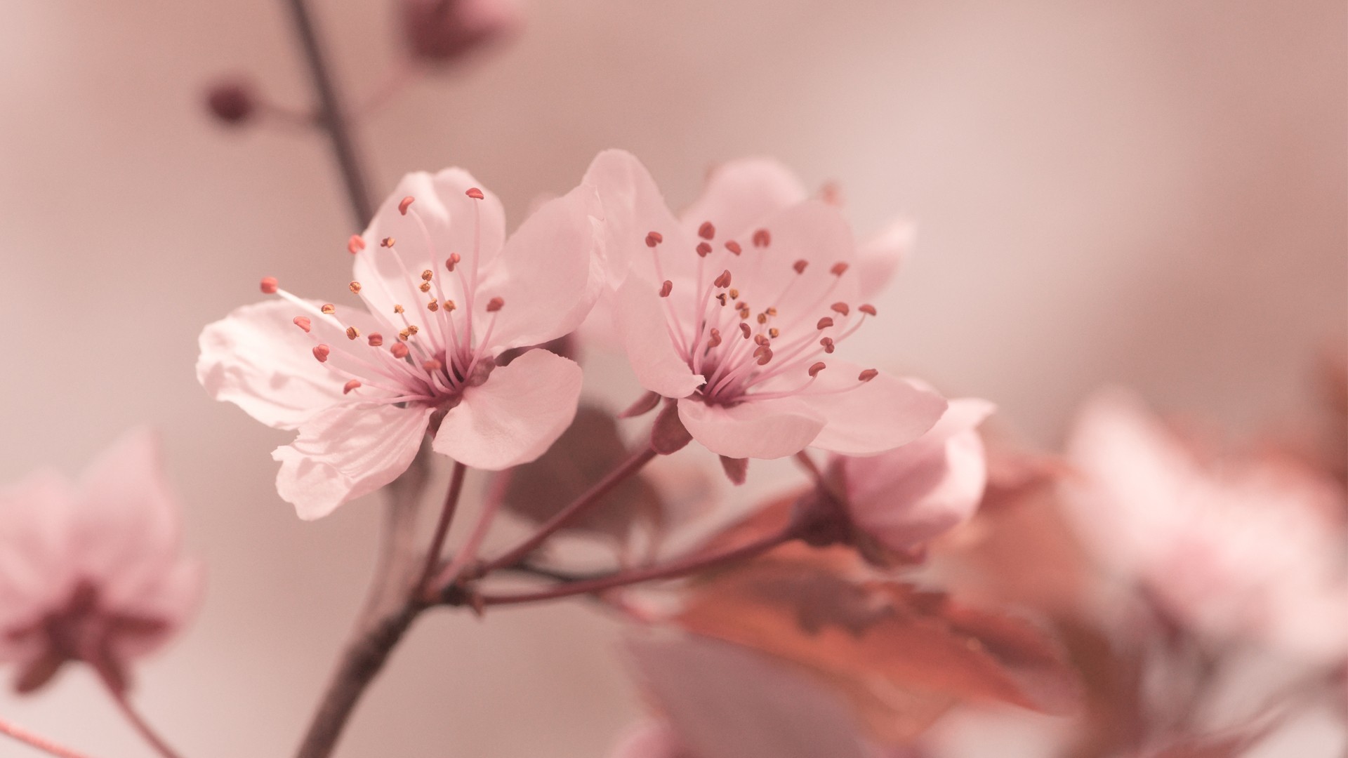 Wallpaper, flowers, nature, branch, cherry blossom, pink, spring, flower, petal, land plant, flowering plant, close up, macro photography 1920x1080