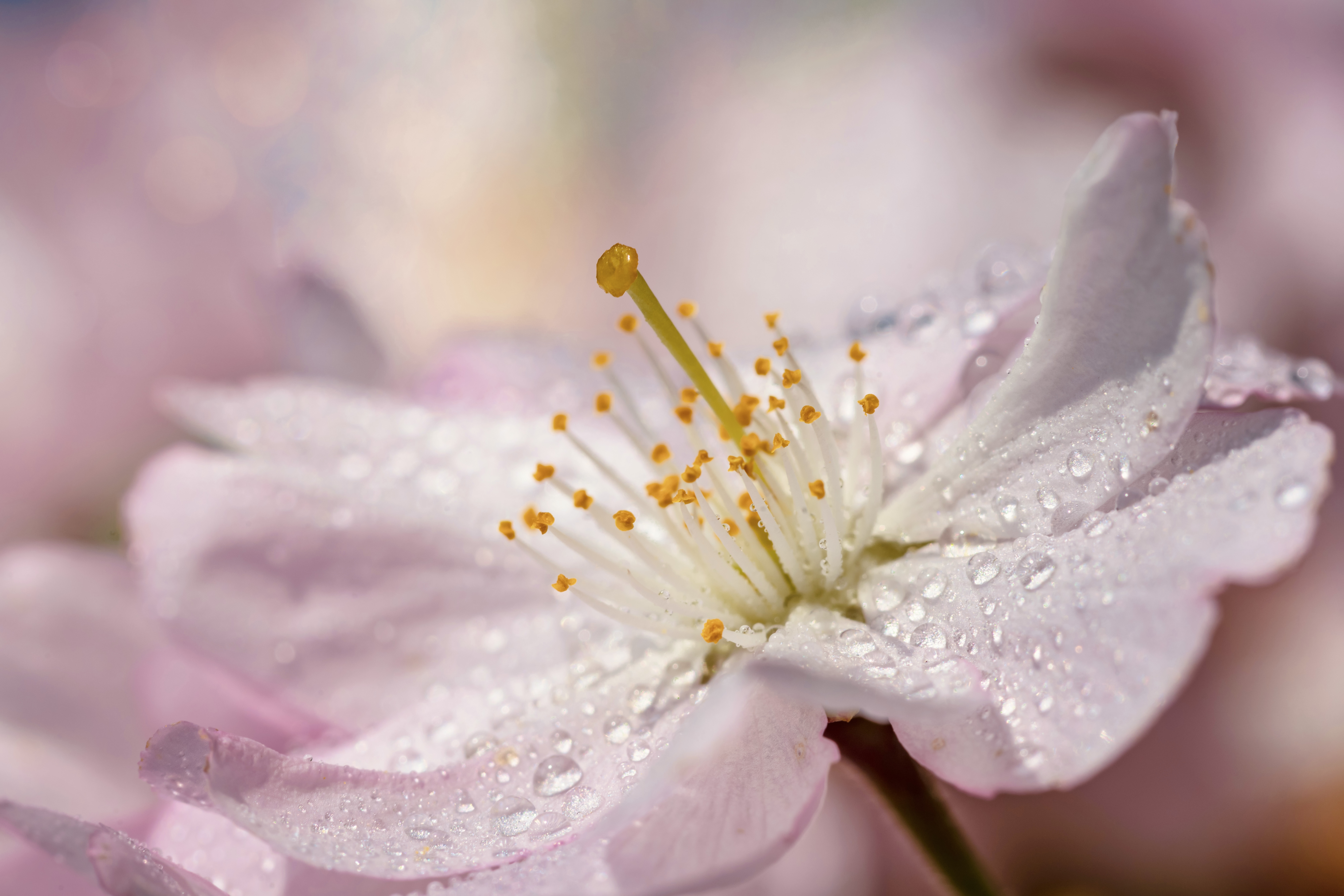 Macro Photography of a Cherry Blossom Flower · Free
