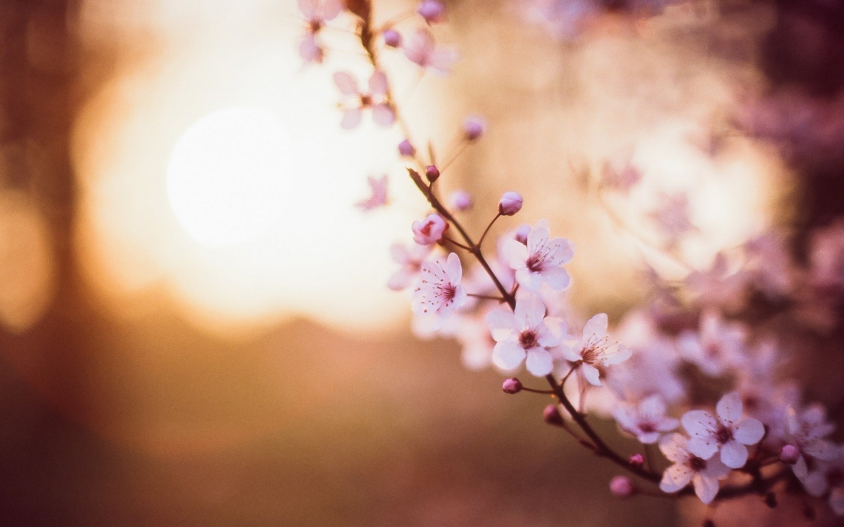 Cherry Flowers Spring Macro
