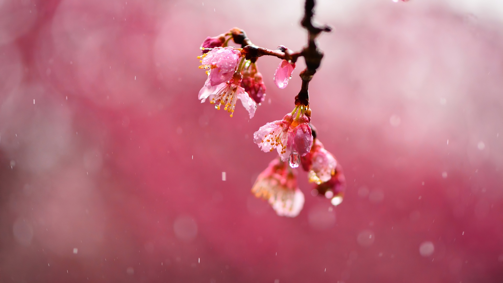 Wallpaper 4k Macro Blossom Flowers Dews 4k Wallpaper