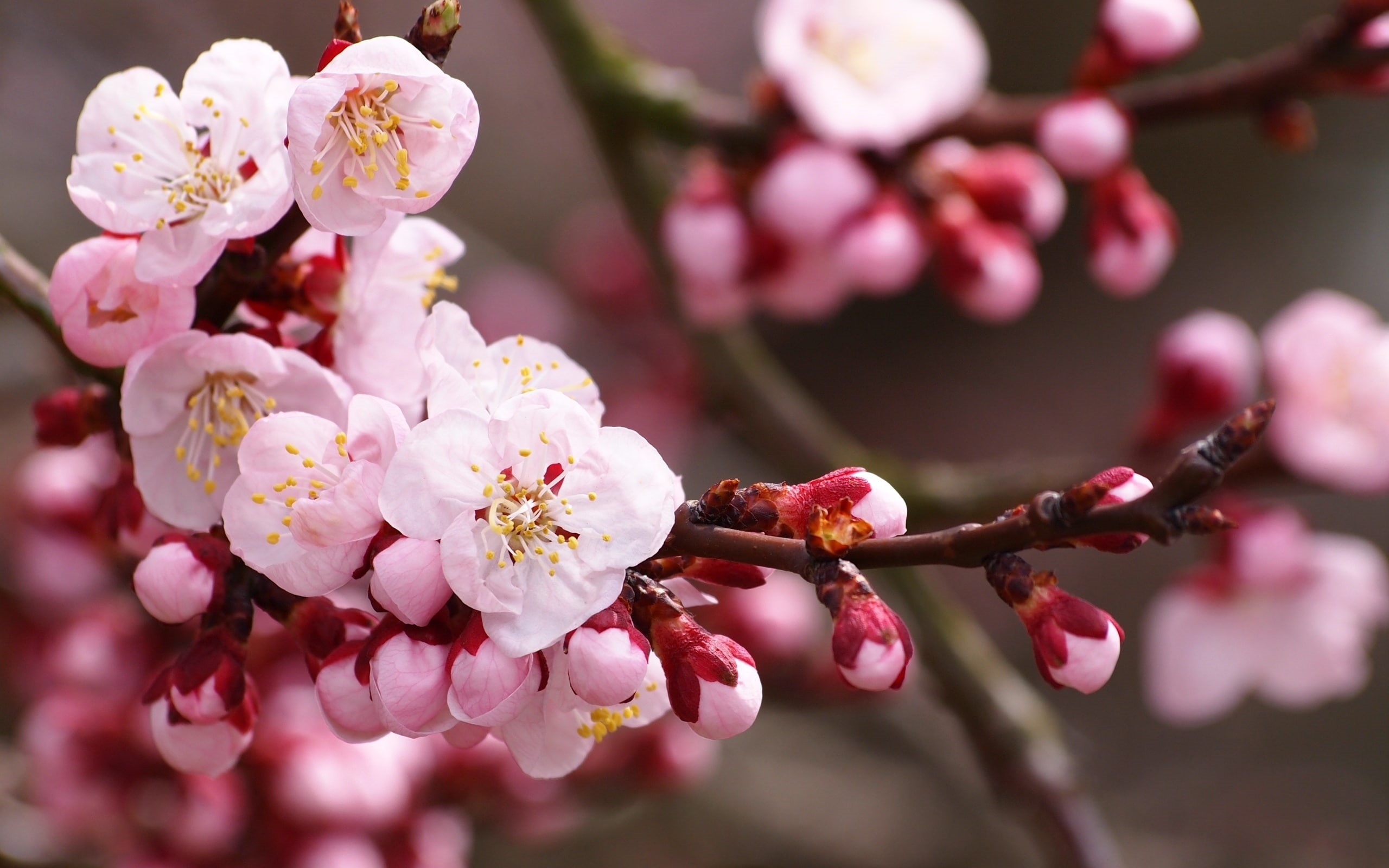Wallpaper / cherry, flower, macro, 2K, nature, hd, blossom free download