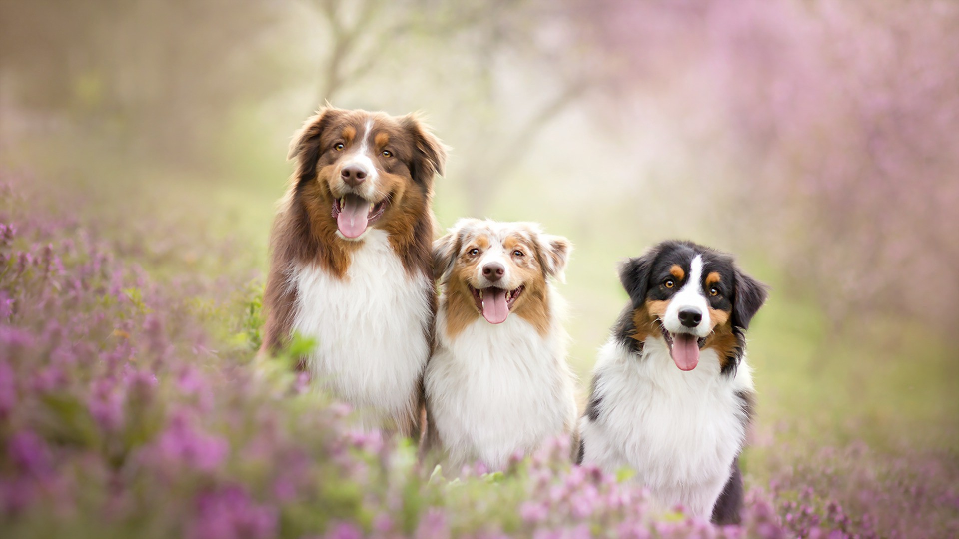 Free download Summer Dog Friends Wallpaper HD Wallpaper [1920x1080] for your Desktop, Mobile & Tablet. Explore Summer Puppy Wallpaper Desktop. Cute Puppy Background, Christmas Puppy Wallpaper, Cute Puppy Wallpaper
