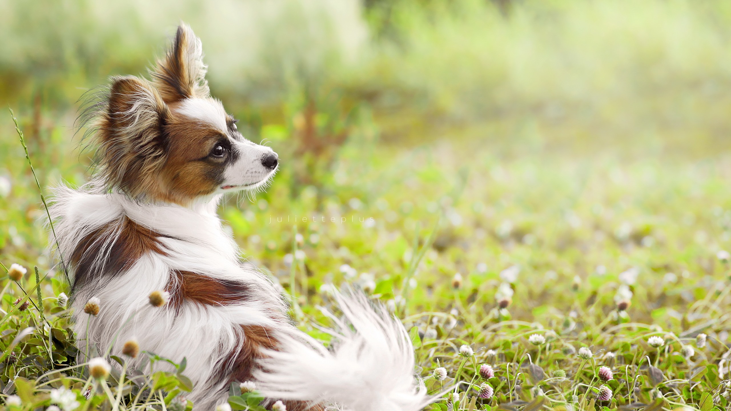Wallpaper Cute dog look back, grass, summer 2560x1440 QHD Picture, Image