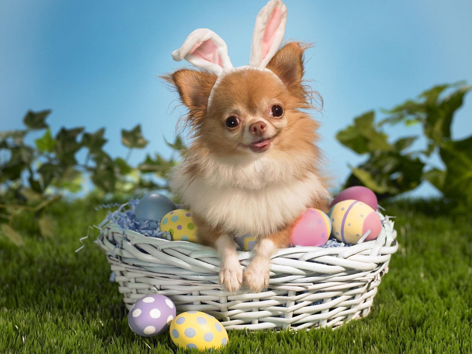 Easter Dog. Easter Dog Fun Dog Wallpaper Wallpaper Download. Easter Dog, Funny Animals, Chihuahua