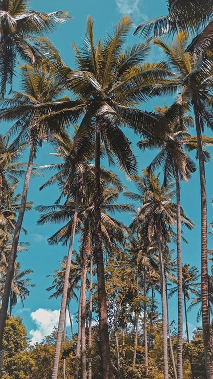 Download Free Wallpaper for Mobile