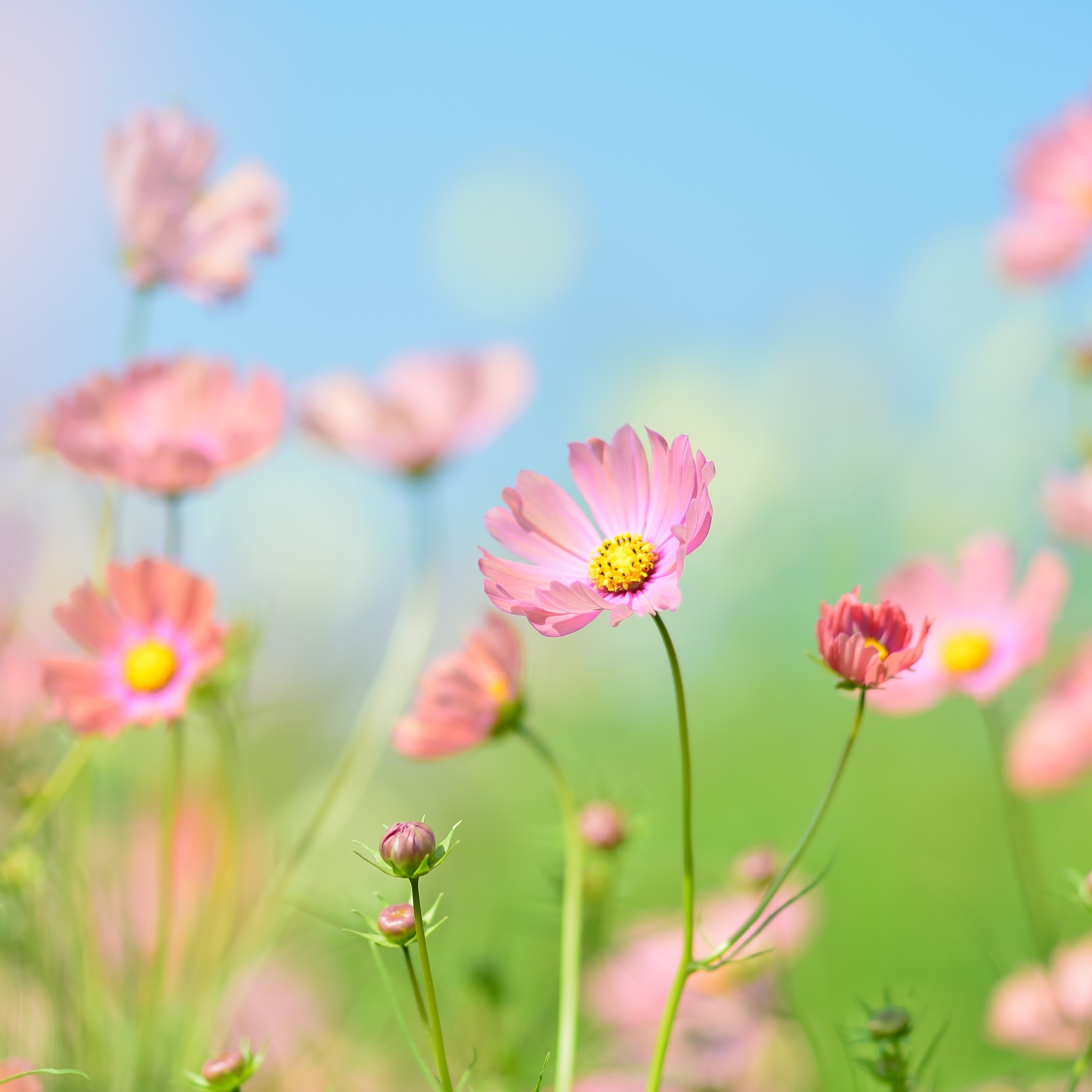 Flower garden Wallpaper 4K, Cosmos flowers, Summer, Flowers