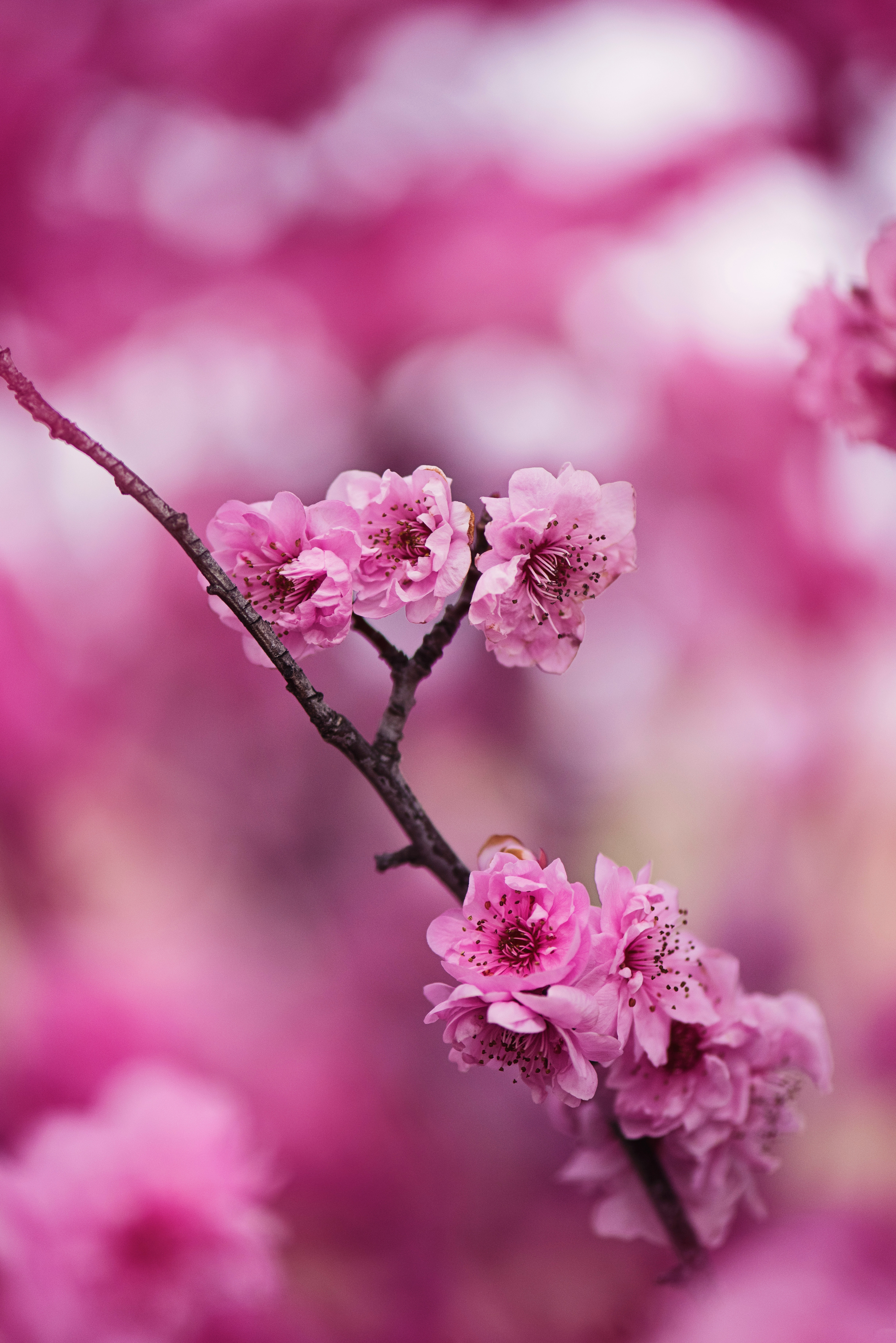 Cherry Blossom Photo, Download The BEST Free Cherry Blossom & HD Image