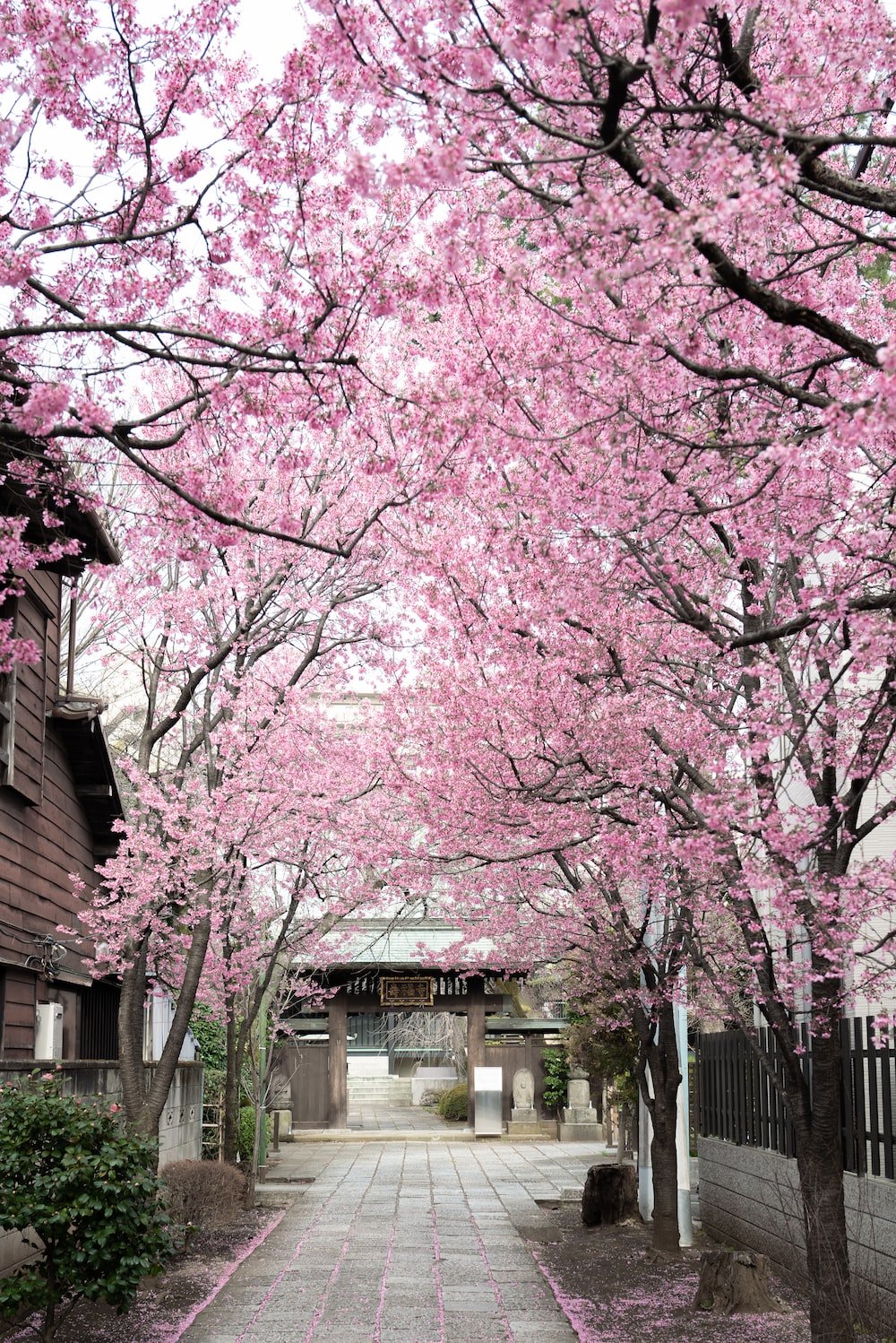 Cherry Blossom Tree Picture. Download Free Image
