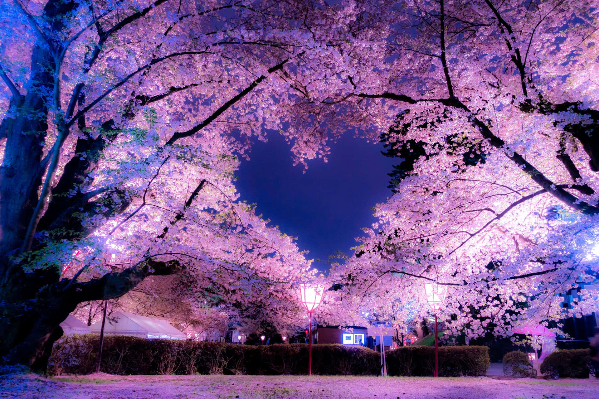 Blooming Cherry Blossoms Wallpapers Wallpaper Cave
