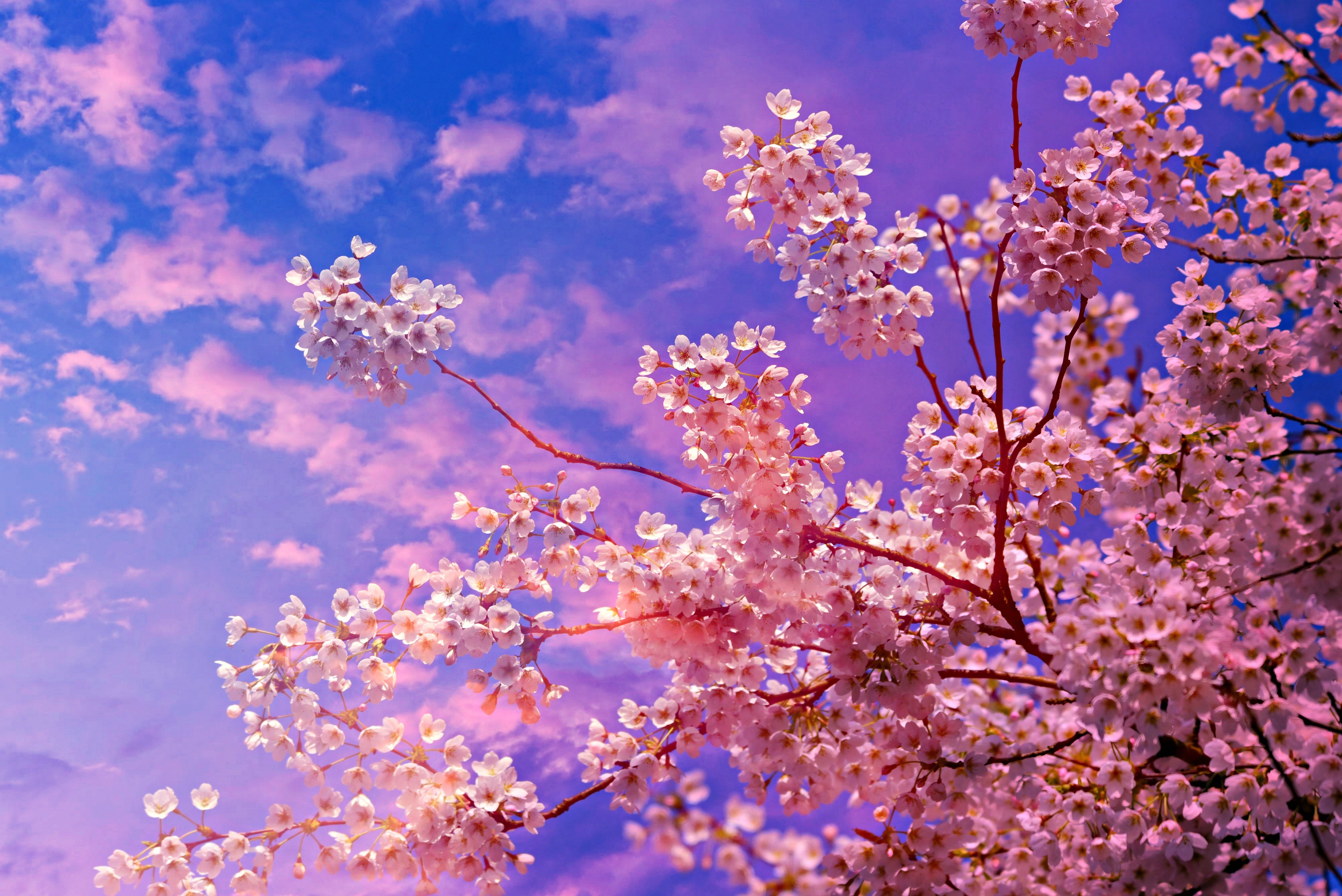 Wallpaper Cherry Blossom, Blossom, Cherry, Flower, Spring, Background Free Image
