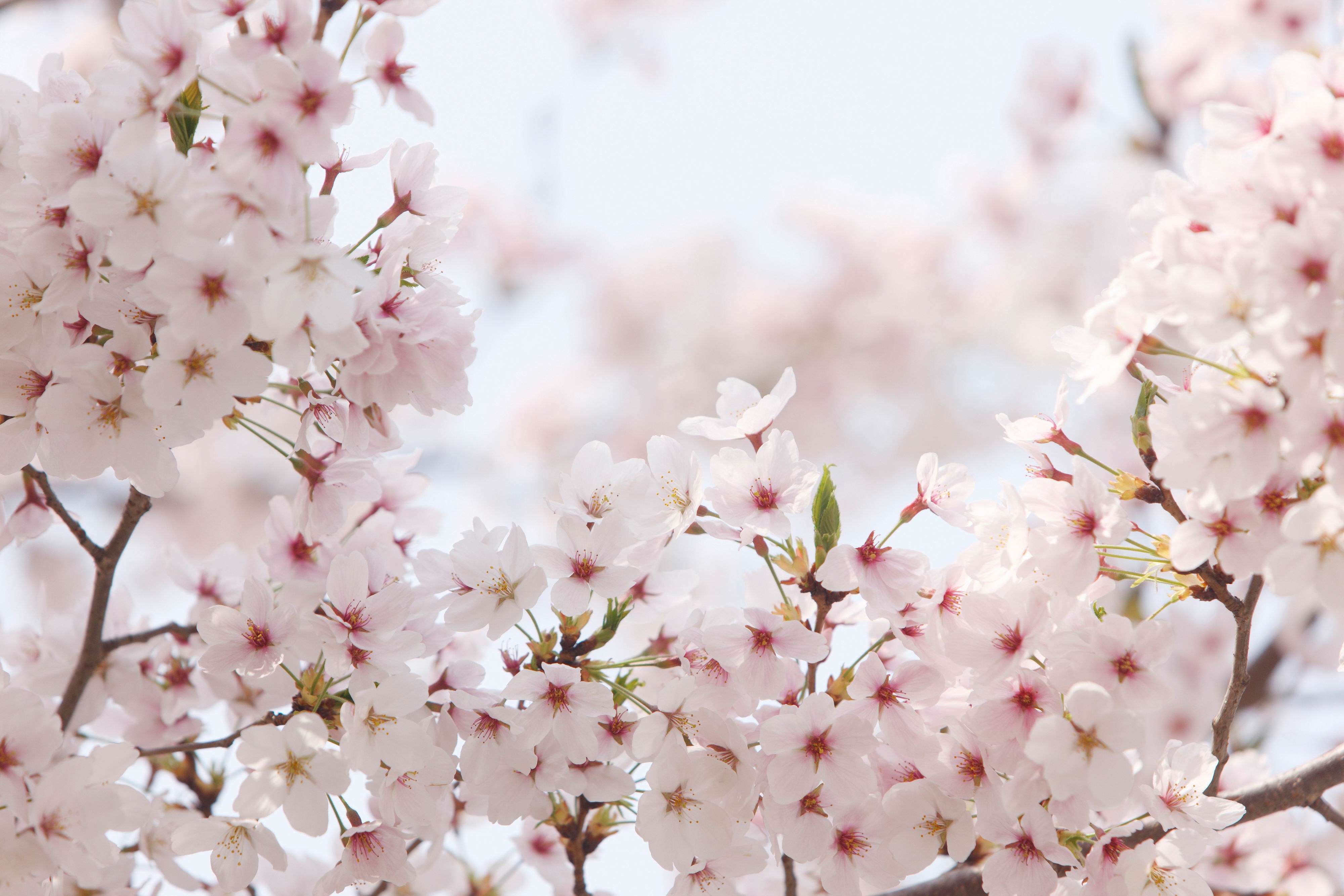 2355 cherry blossoms wallpaper HD Gallery HD Wallpaper