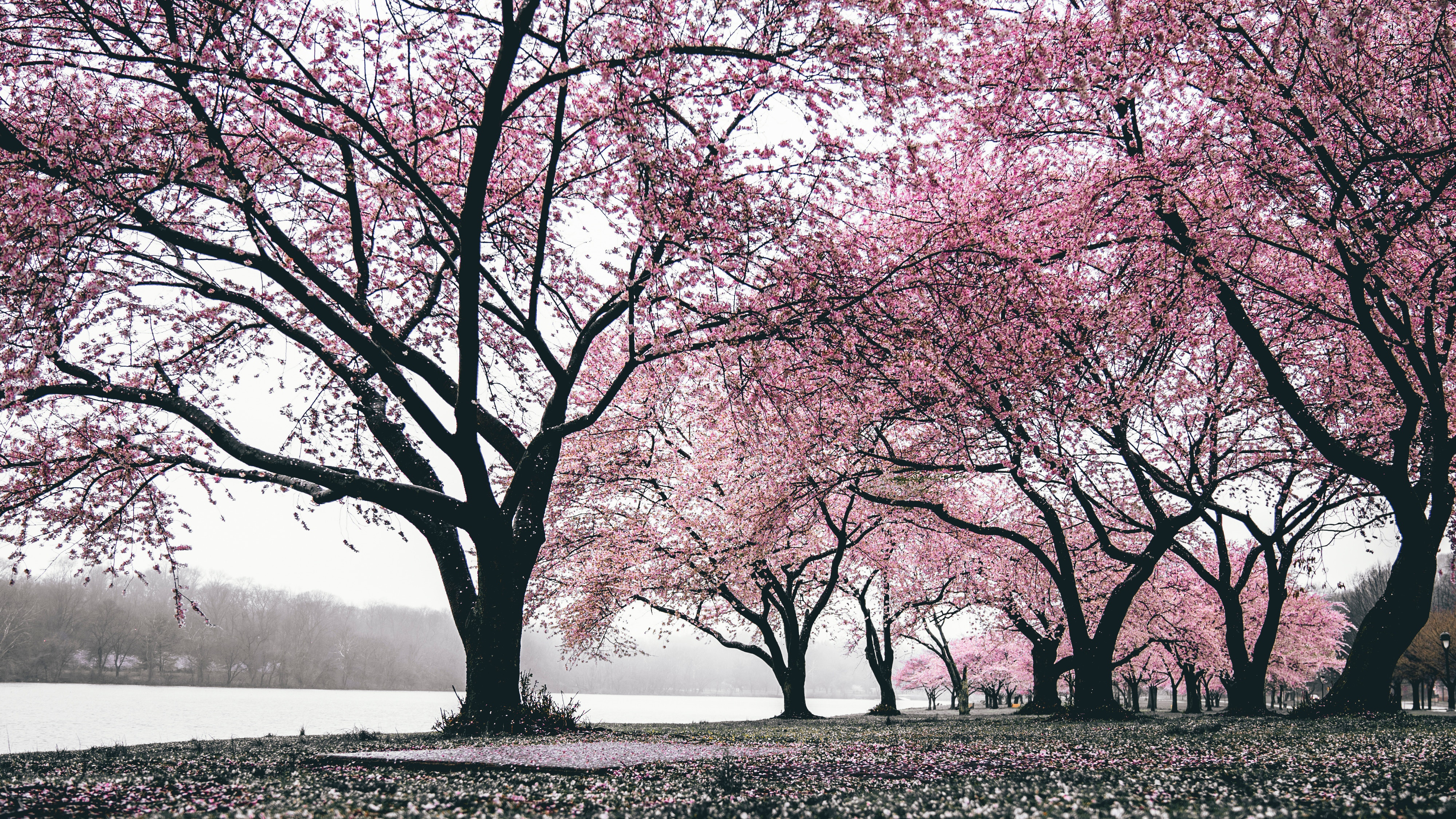 Wallpaper Sakura Tree, Cherry Blossom, Blossom, Tree, Nature, Background Free Image