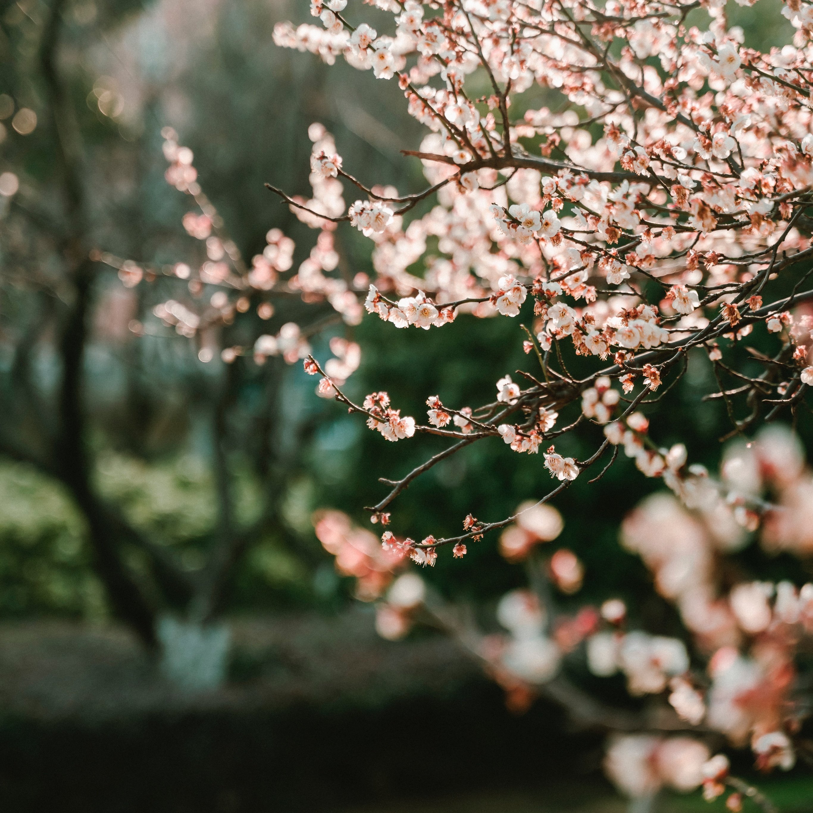 Cherry blossom Wallpaper 4K, Bokeh, Blur background, Flowers