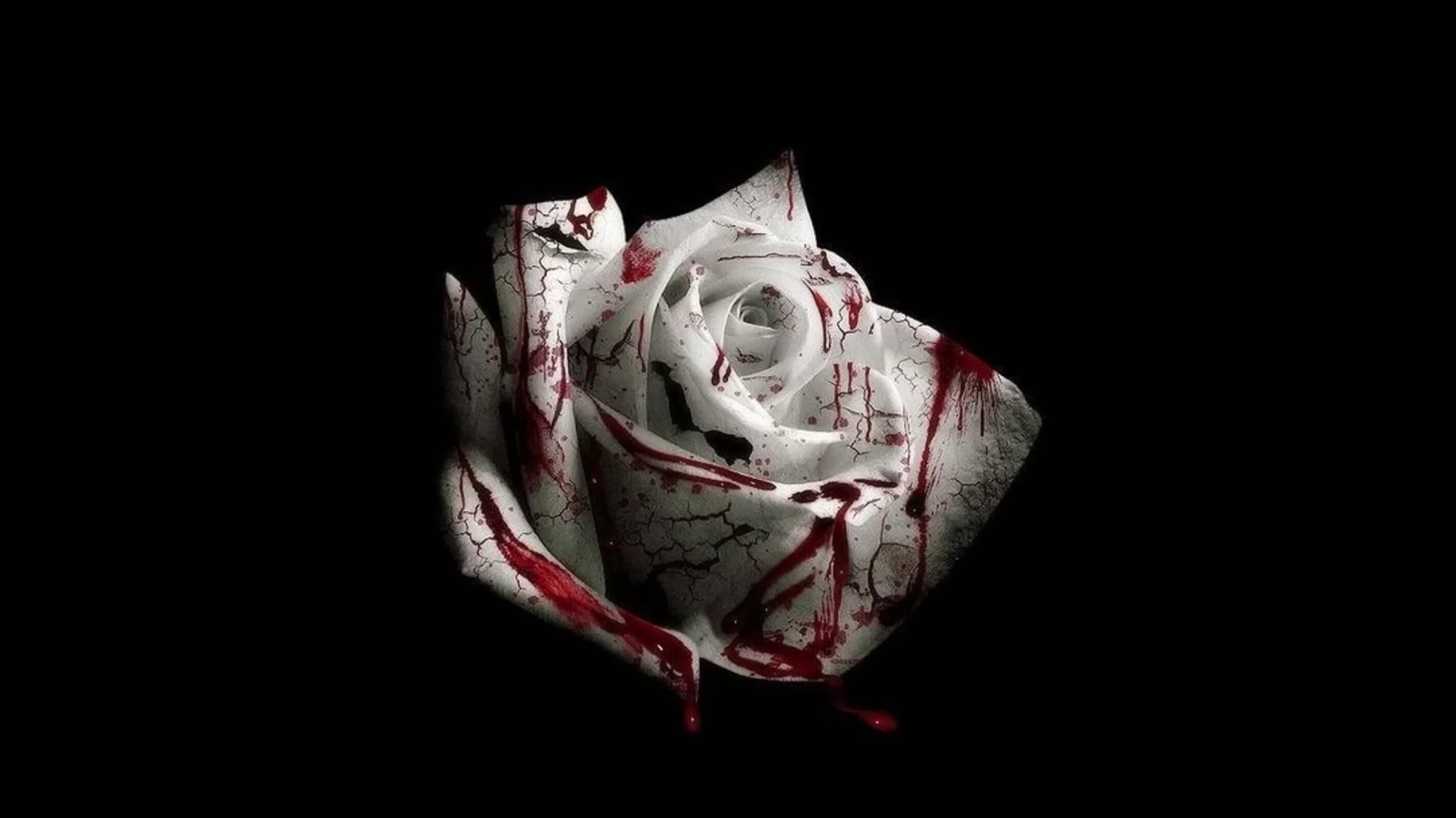 Does anyone have the desktop wallpaper for the cover for romantic homicide. Like the flower in the center and all around is just pure black. 1920x1080