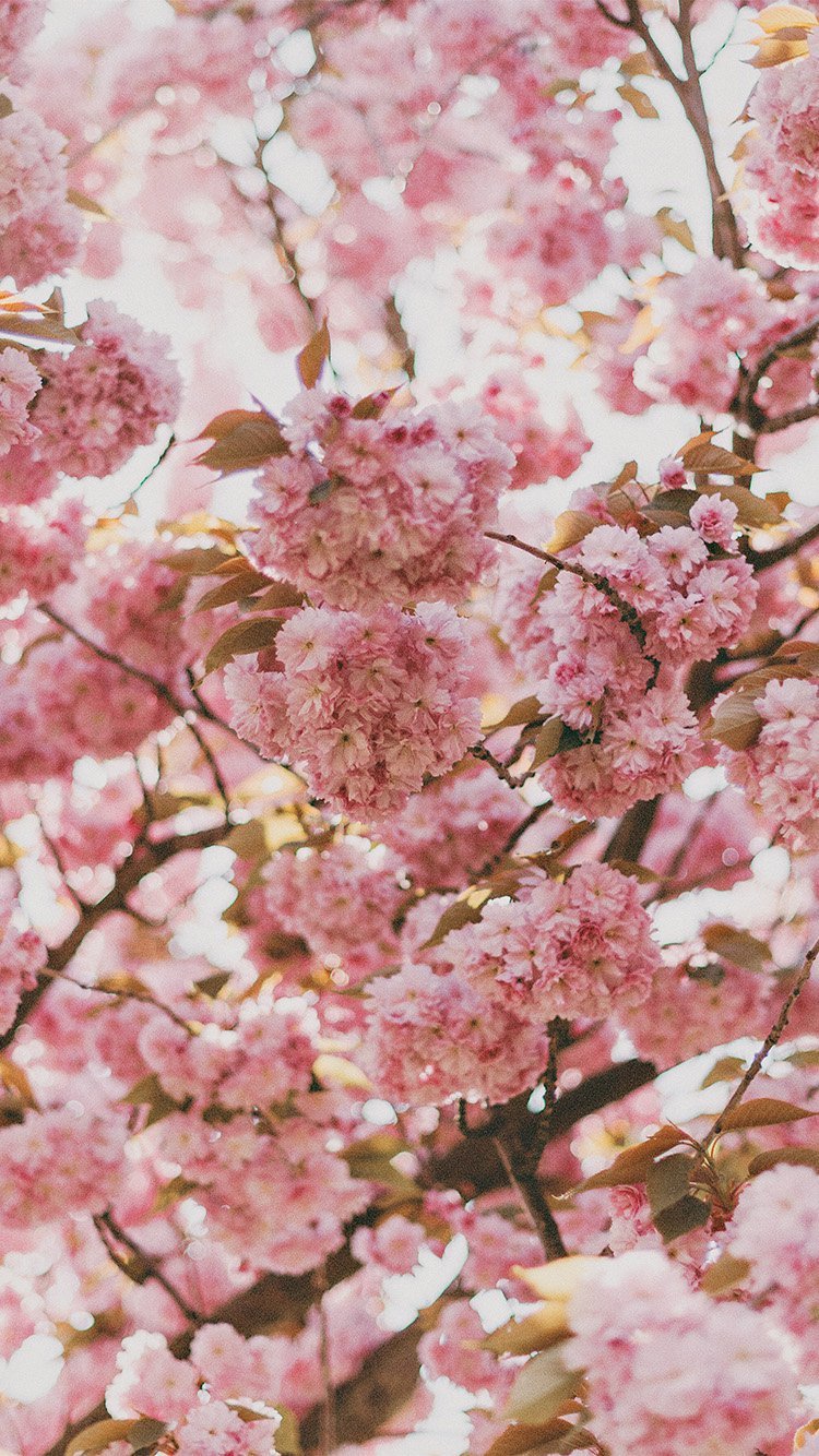 iPhone 6 wallpaper. spring flower pink blossom bokeh nature