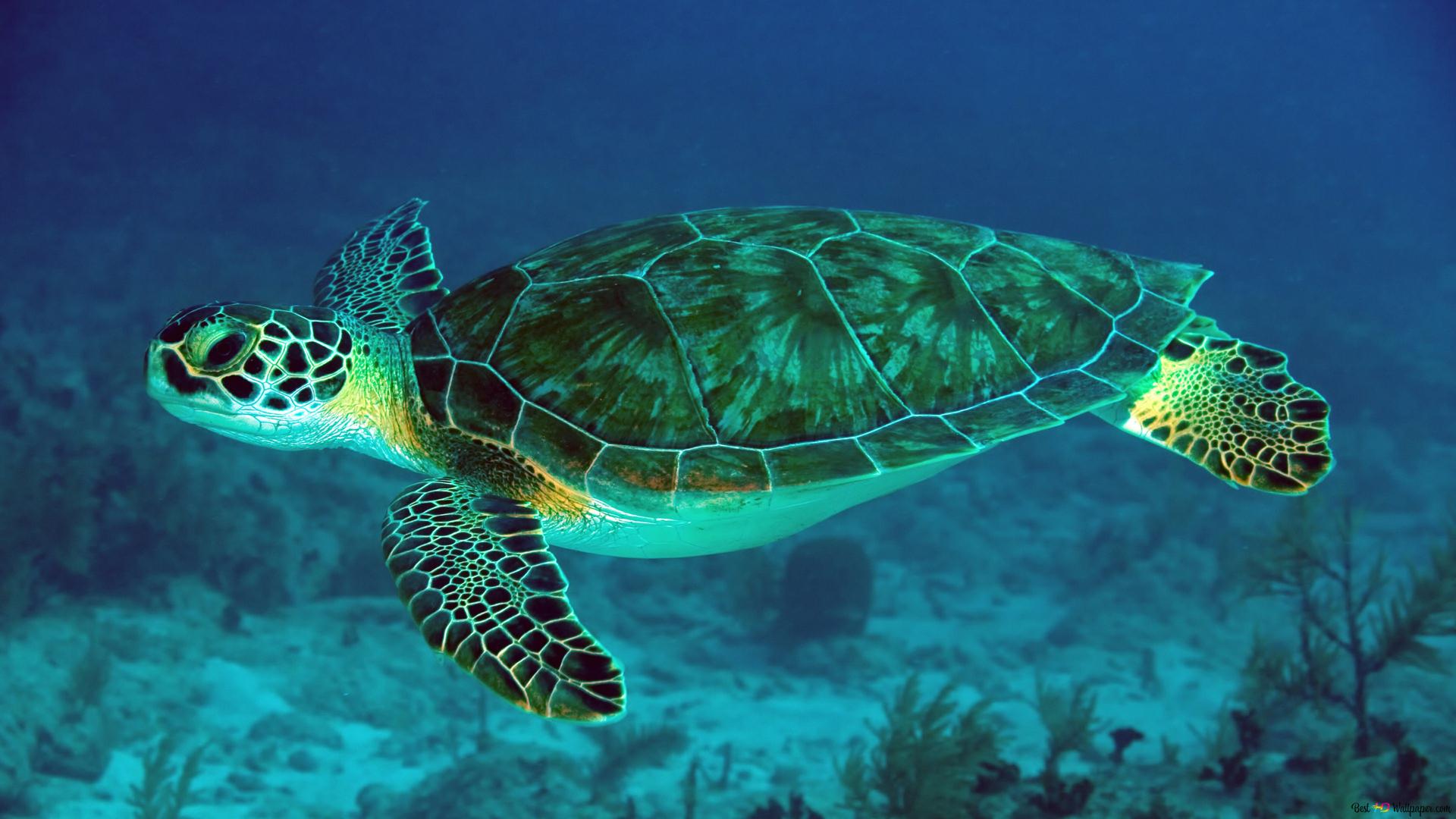 Huge sea turtle 4K wallpaper download