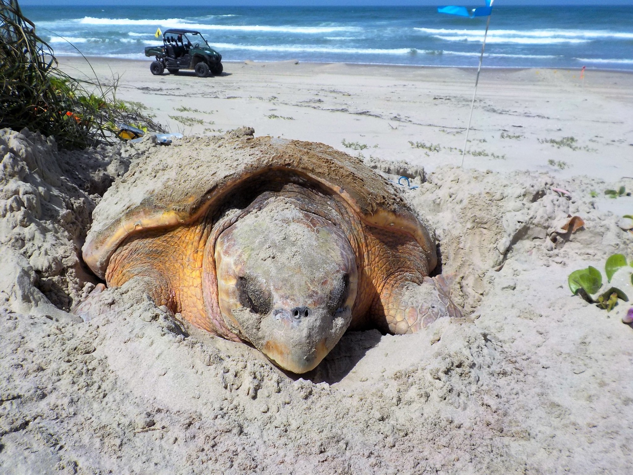 The Loggerhead Sea Turtle Island National Seashore (U.S. National Park Service)