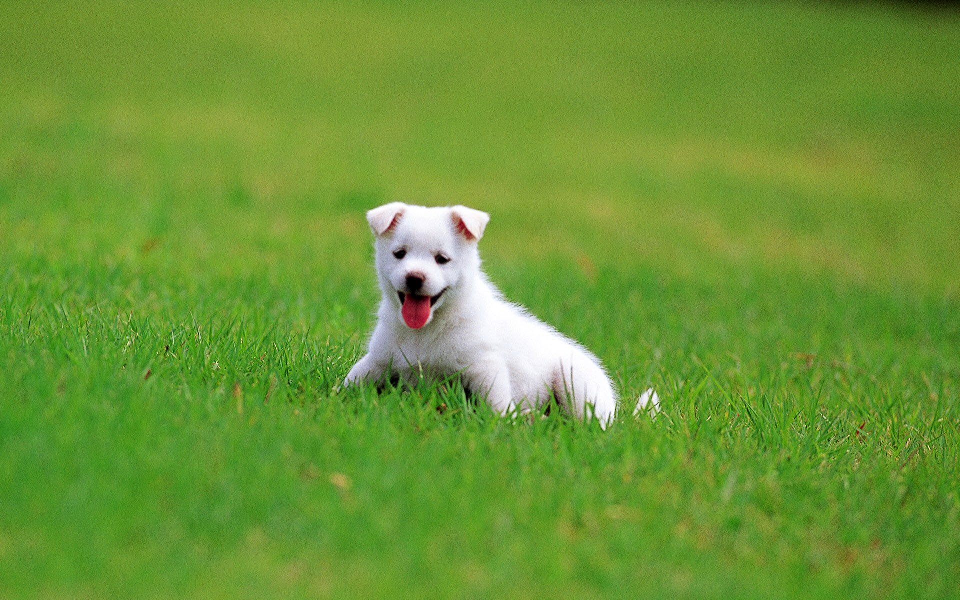 Free download summer wallpaper puppies animal wallpaper background 1920x1200 [1920x1200] for your Desktop, Mobile & Tablet. Explore Summer Puppy Wallpaper Desktop. Cute Puppy Background, Christmas Puppy Wallpaper, Cute Puppy Wallpaper