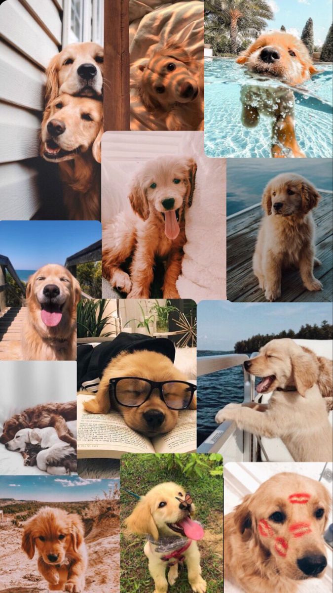 Golden retriever. Cute dog wallpaper, Very cute dogs, Really cute puppies