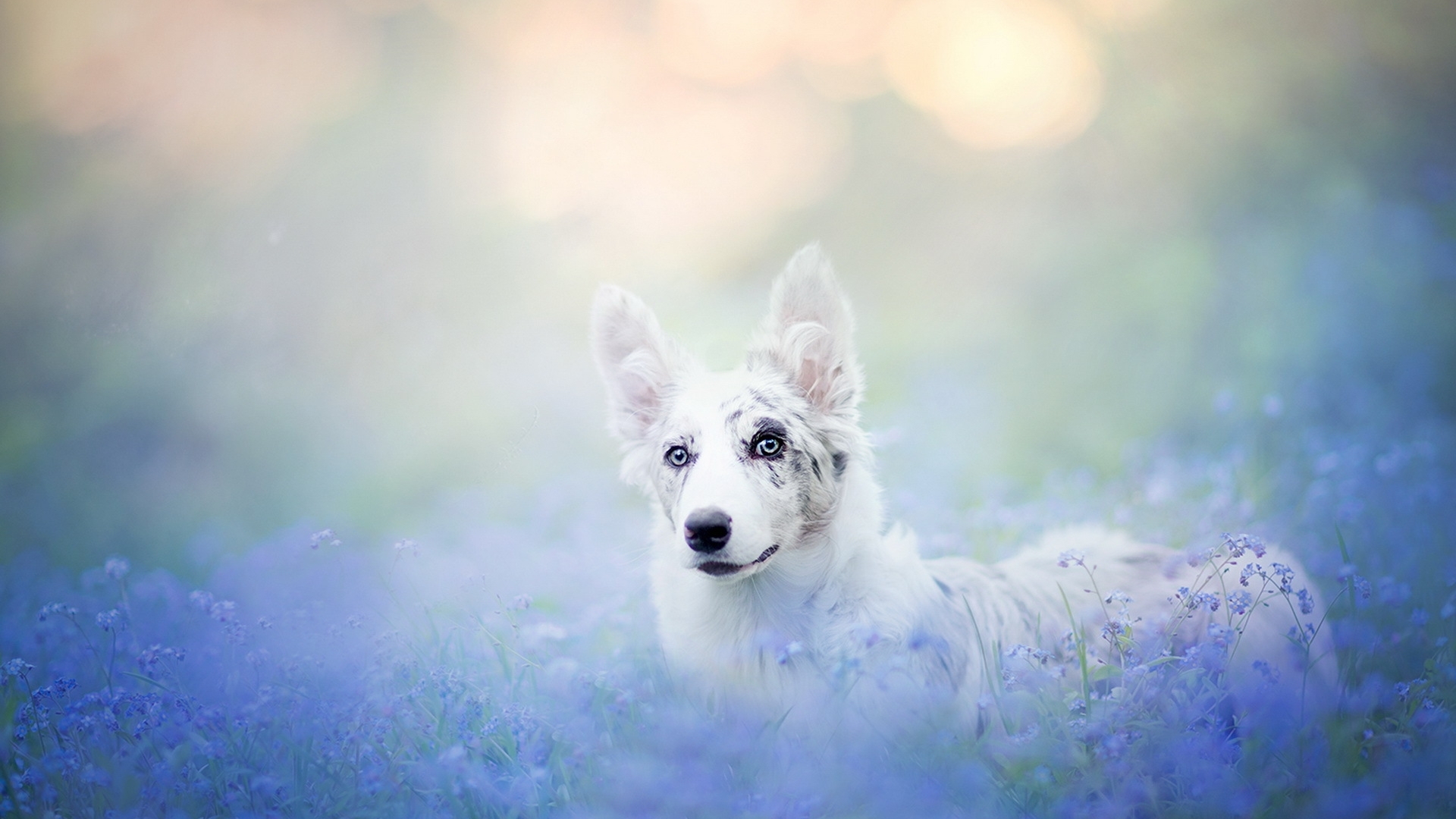 Wallpaper / australian shepherd, caine, cute, border collie, summer, flower, white, field, puppy, dog, blue free download