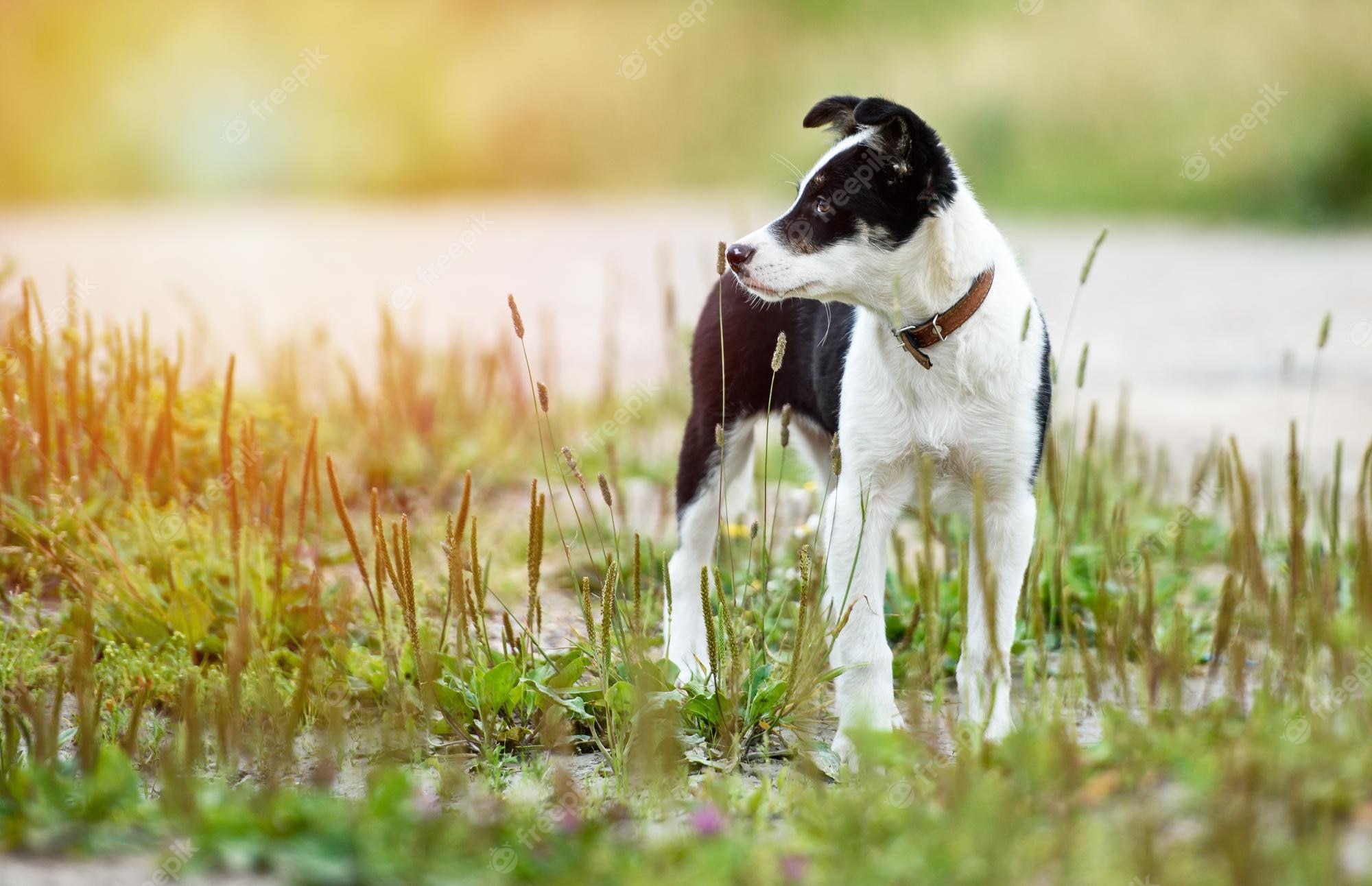 Premium Photo. Happy young puppy in the grass on a sunny summer day