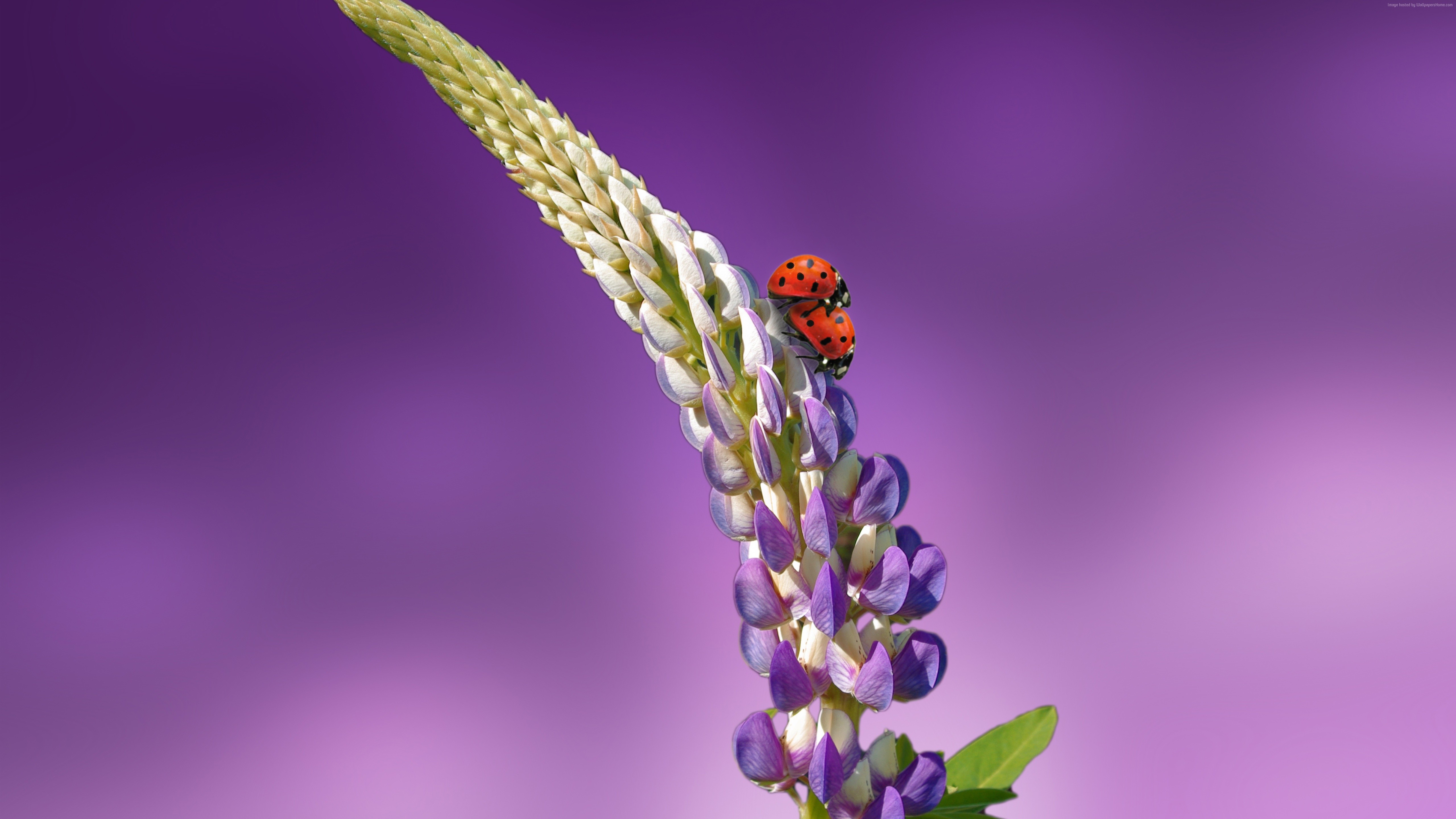 flowers, summer, 5k, 8k, 4k, ladybird Gallery HD Wallpaper