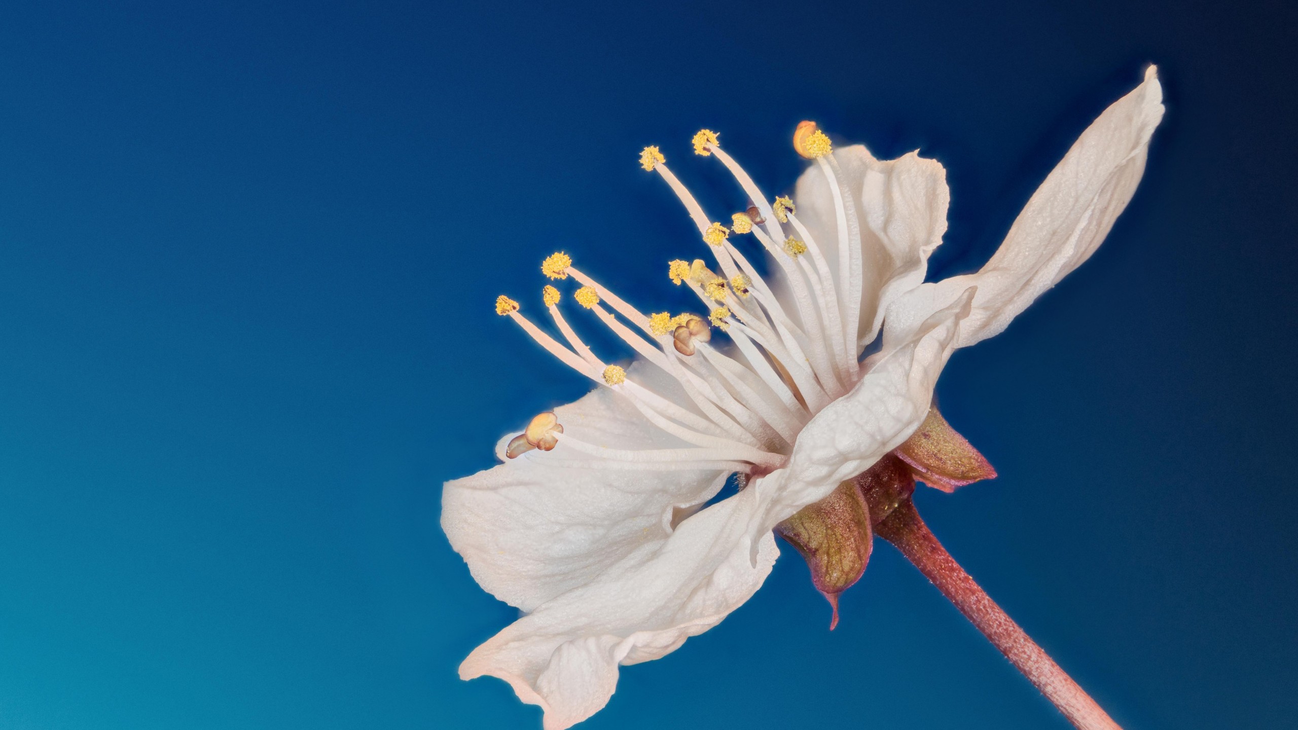 Wallpaper white, 5k, 4k wallpaper, flower, summer, Nature