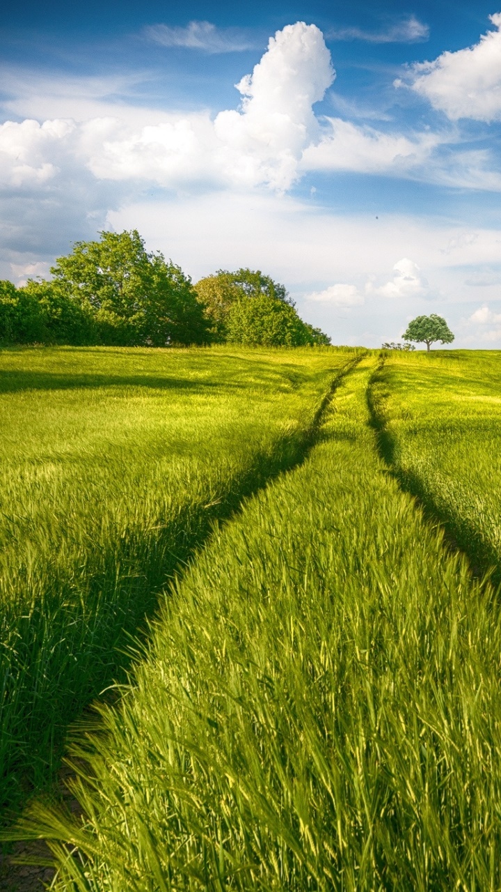Wallpaper / Earth Field Phone Wallpaper, Summer, Greenery, Nature, Landscape, 720x1280 free download