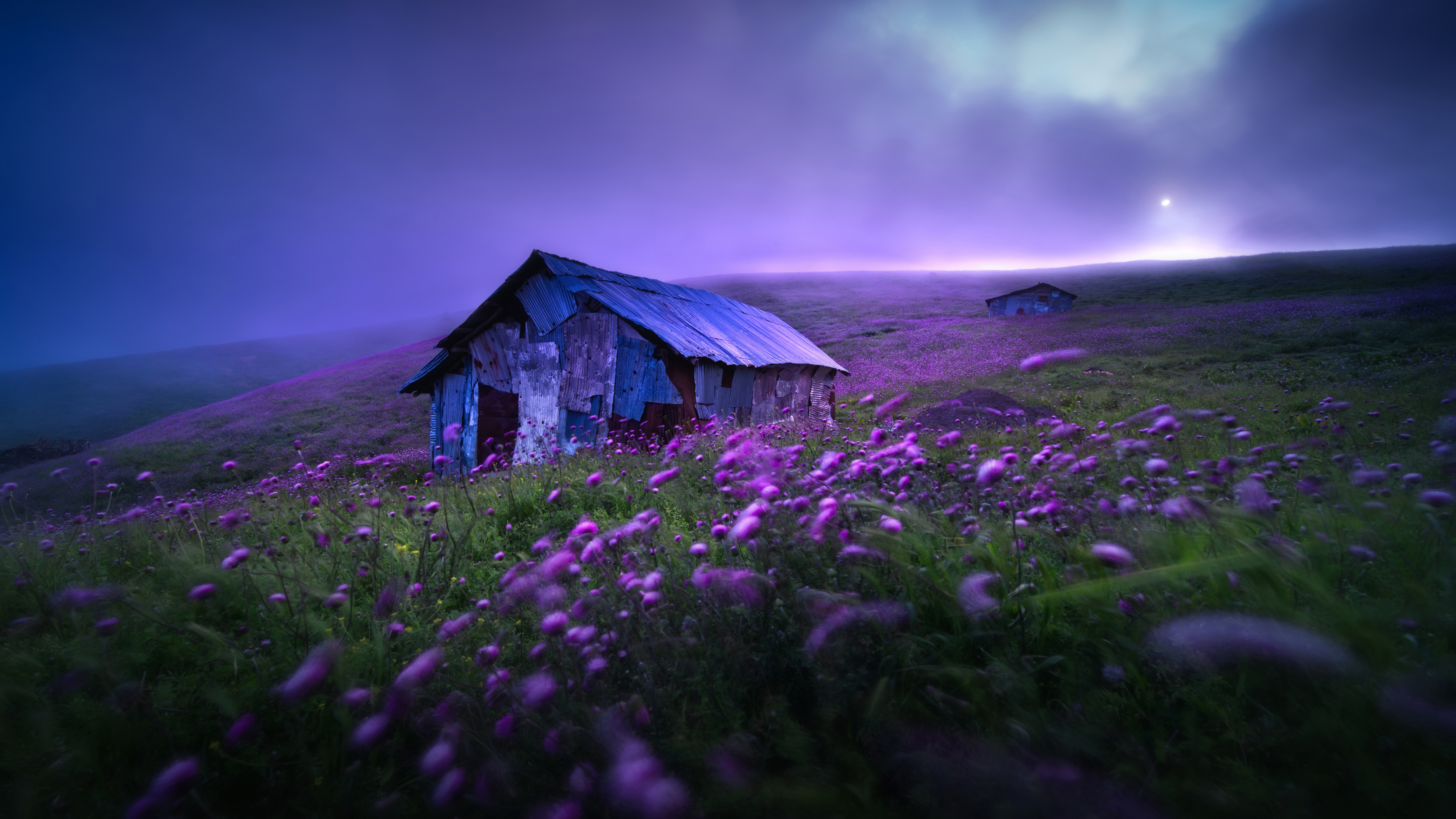 Landscape Wallpaper 4K, Spring, Violet flowers, Nature