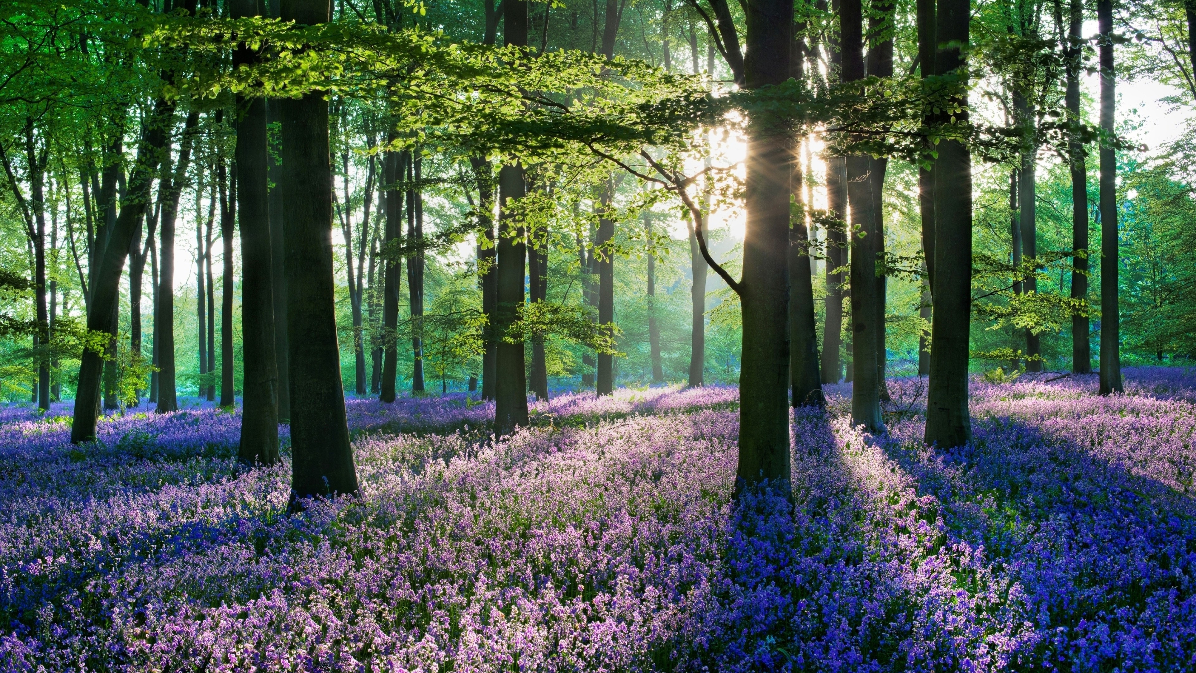 Lavender, Flowers, Forest, Nature, Scenery, 4K, 3840x2160 Gallery HD Wallpaper