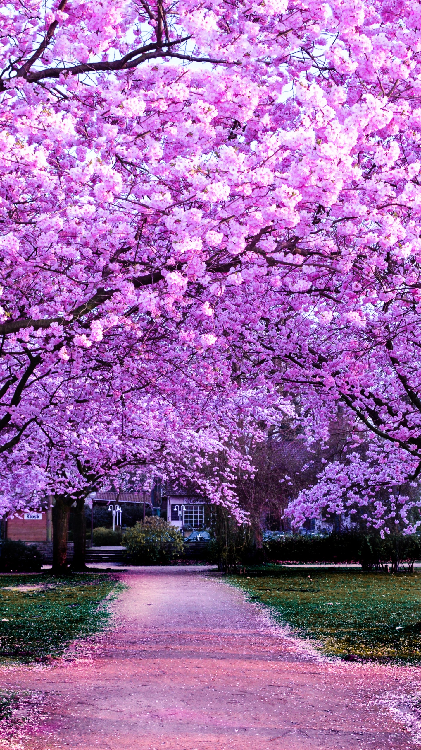 Cherry Blossom Trees Wallpaper 4K, Purple Flowers, Pathway, Park