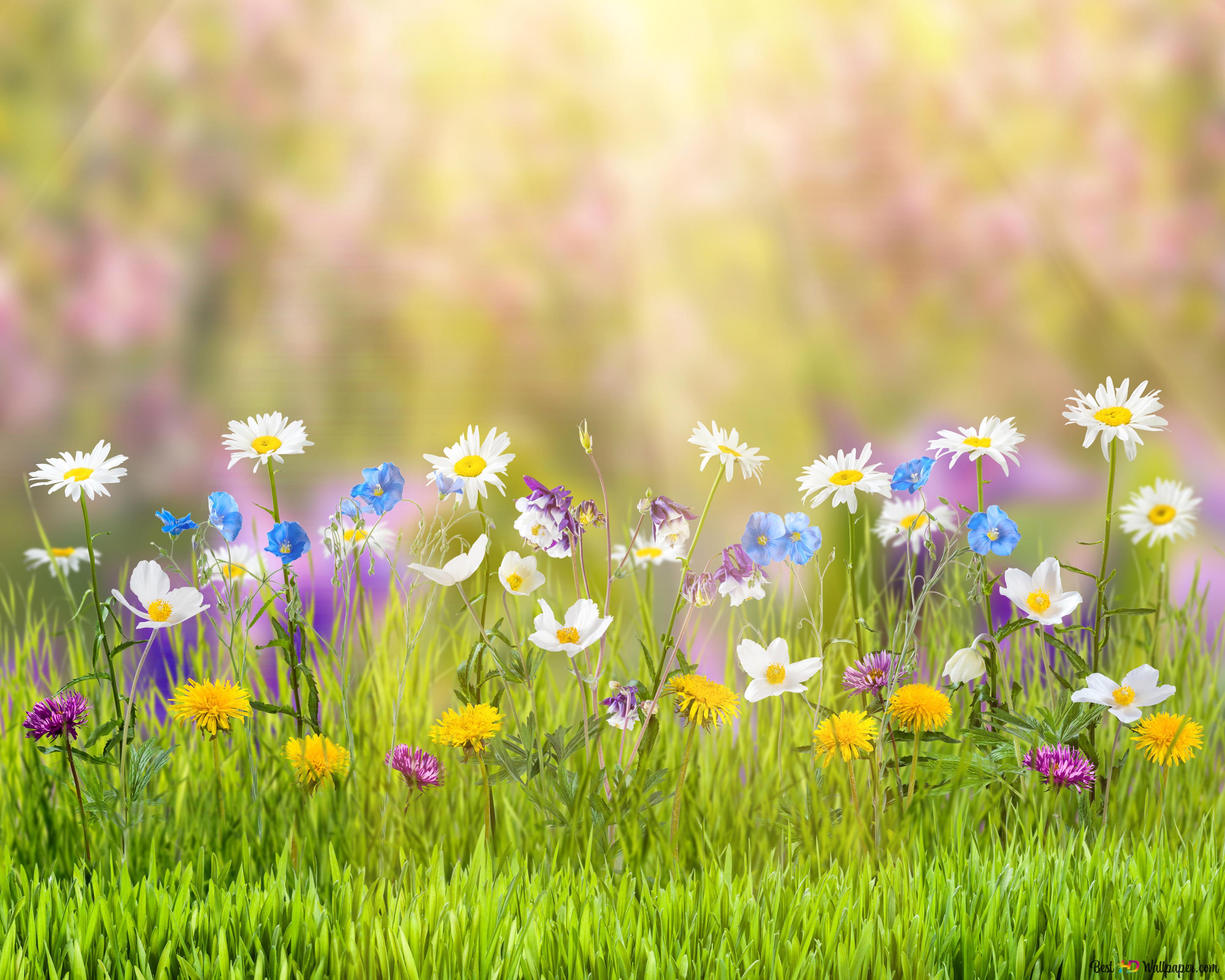 Cute colorful flowers blossoms in spring 4K wallpaper download