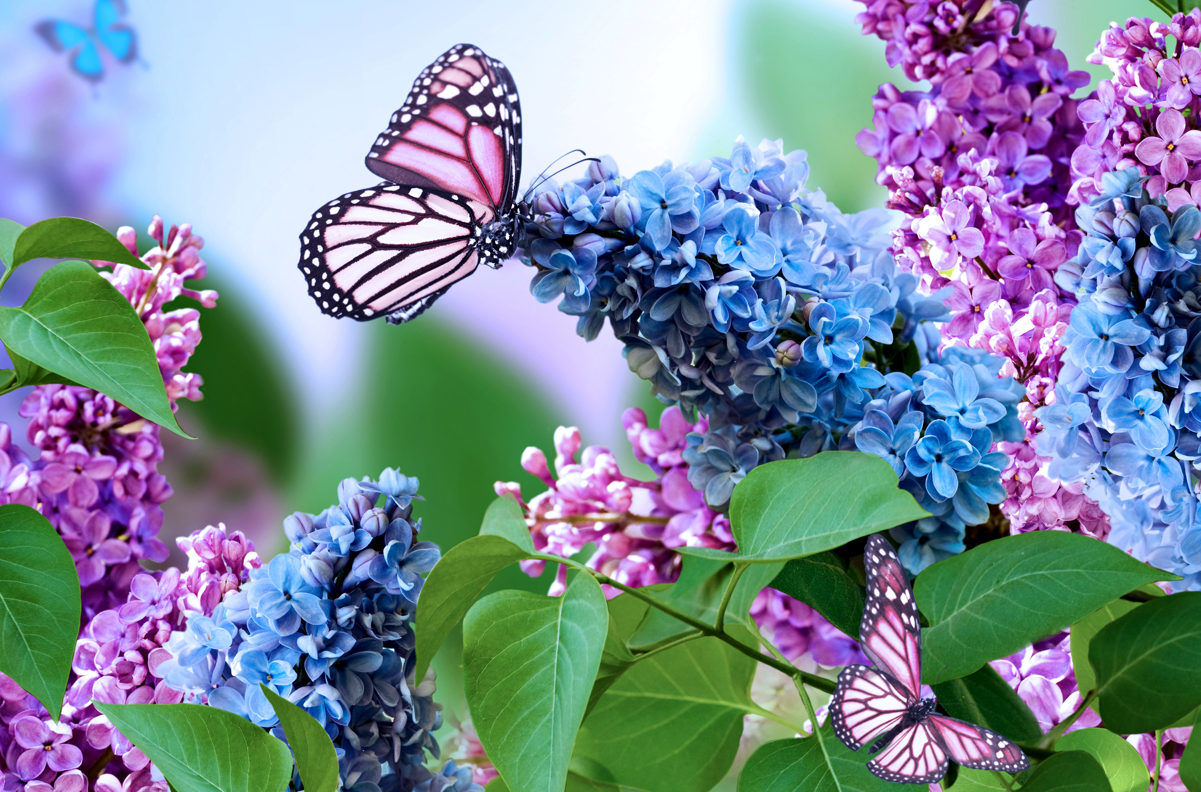 Wallpaper. Flowers. photo. picture. lilac, spring, inflorescence, collage, butterfly
