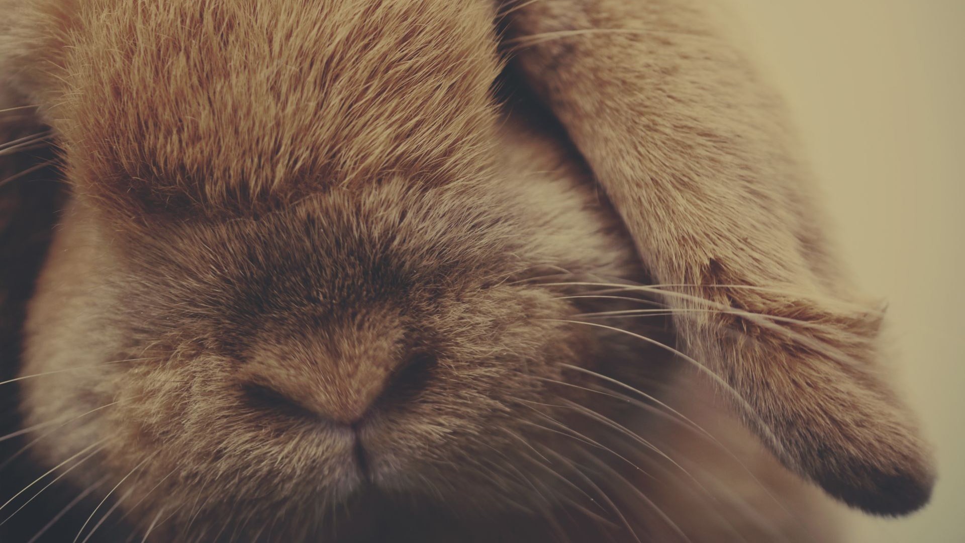 1920x1080 Rabbit, Ears, Shade, Nose, Fur wallpaper JPG Gallery HD Wallpaper