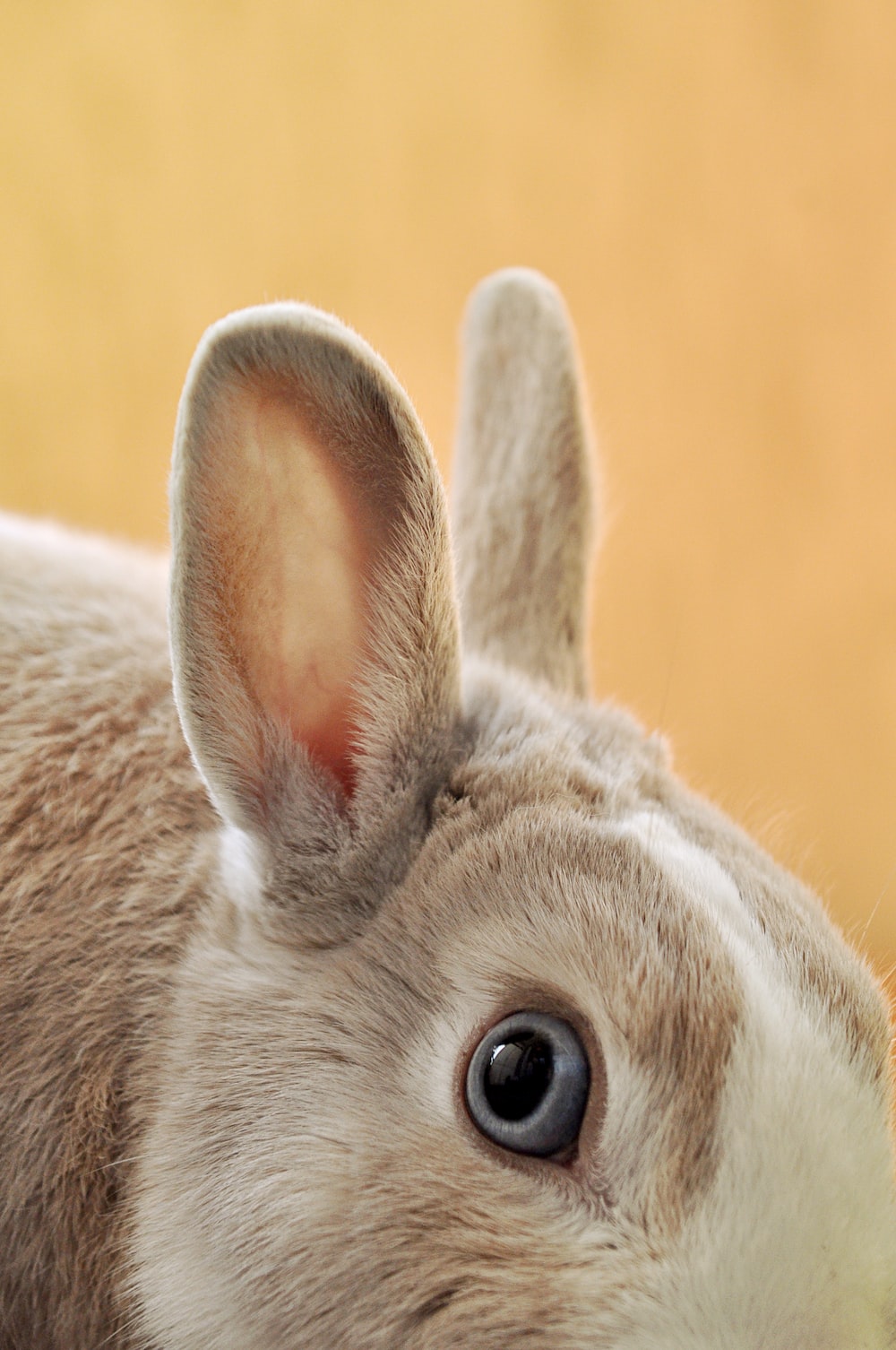 Rabbit Ears Picture. Download Free Image