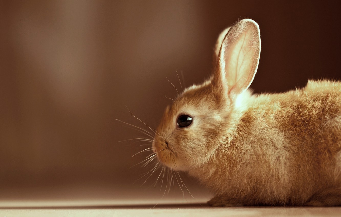 Wallpaper animals, eyes, wool, rabbit, ears, Bunny, Bunny image for desktop, section животные