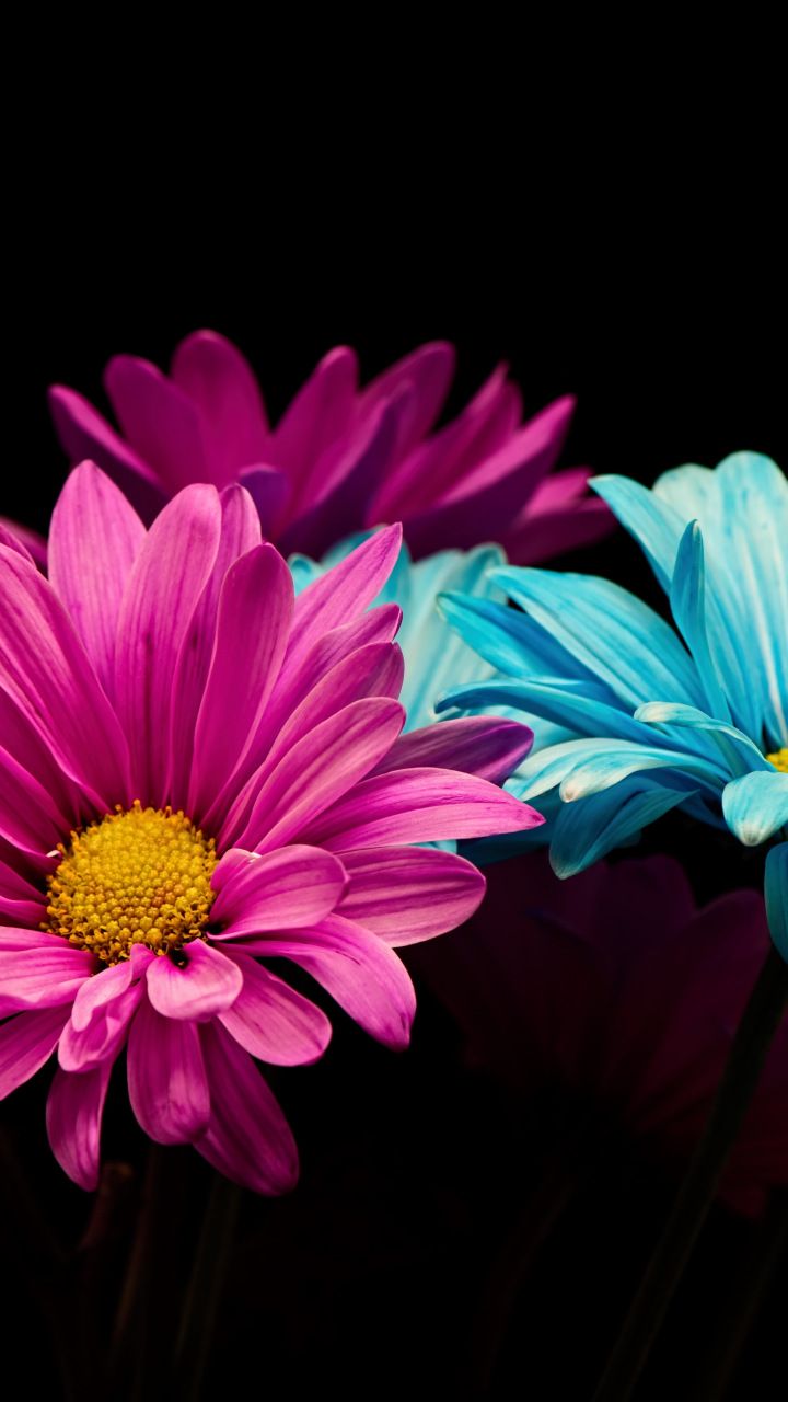 Colorful, daisy, flowers, portrait, 720x1280 wallpaper. Flowers, Phone background patterns, Wallpaper