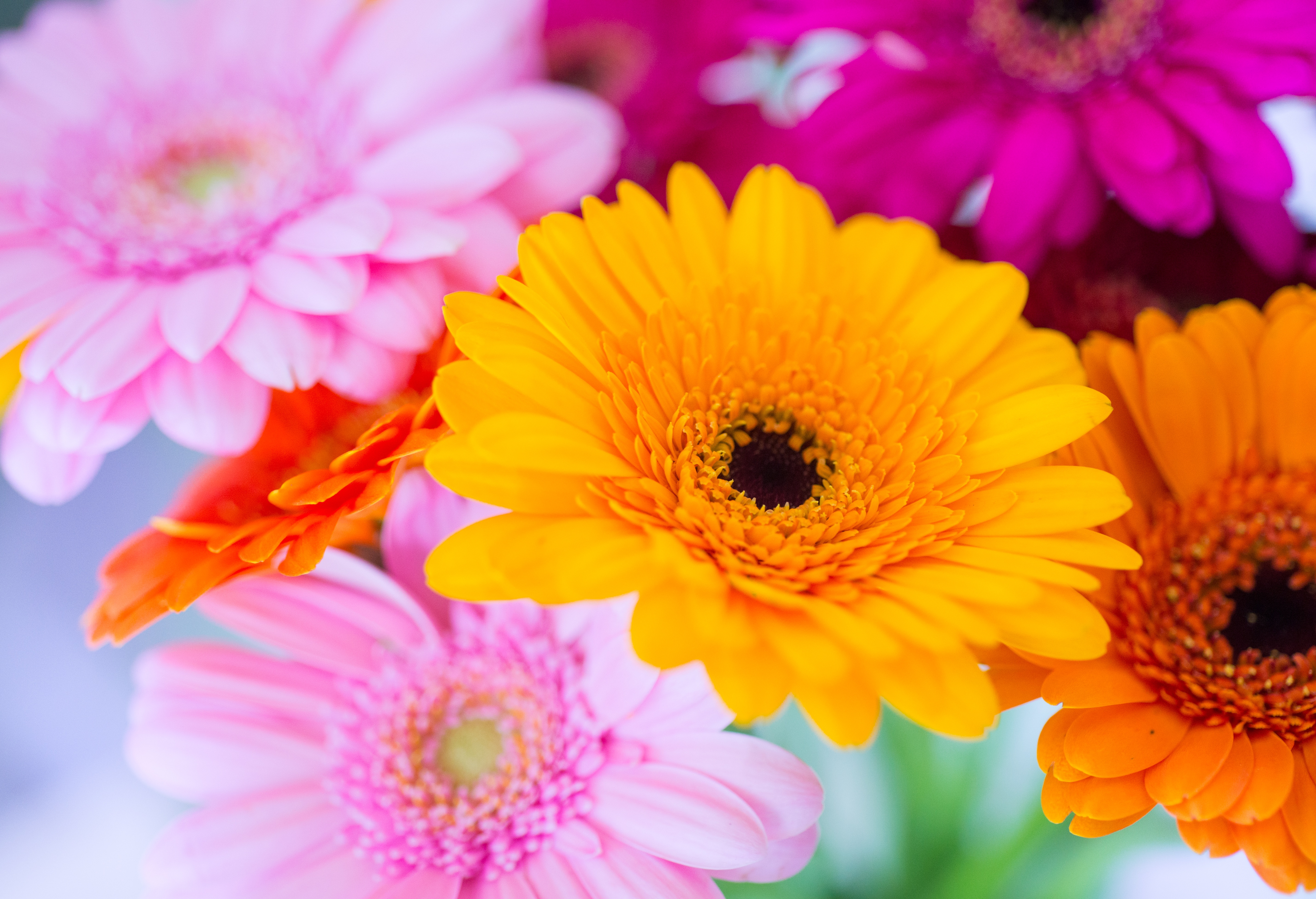Gerbera Daisy Wallpaper 4K, Yellow flower, Pink, Flowers