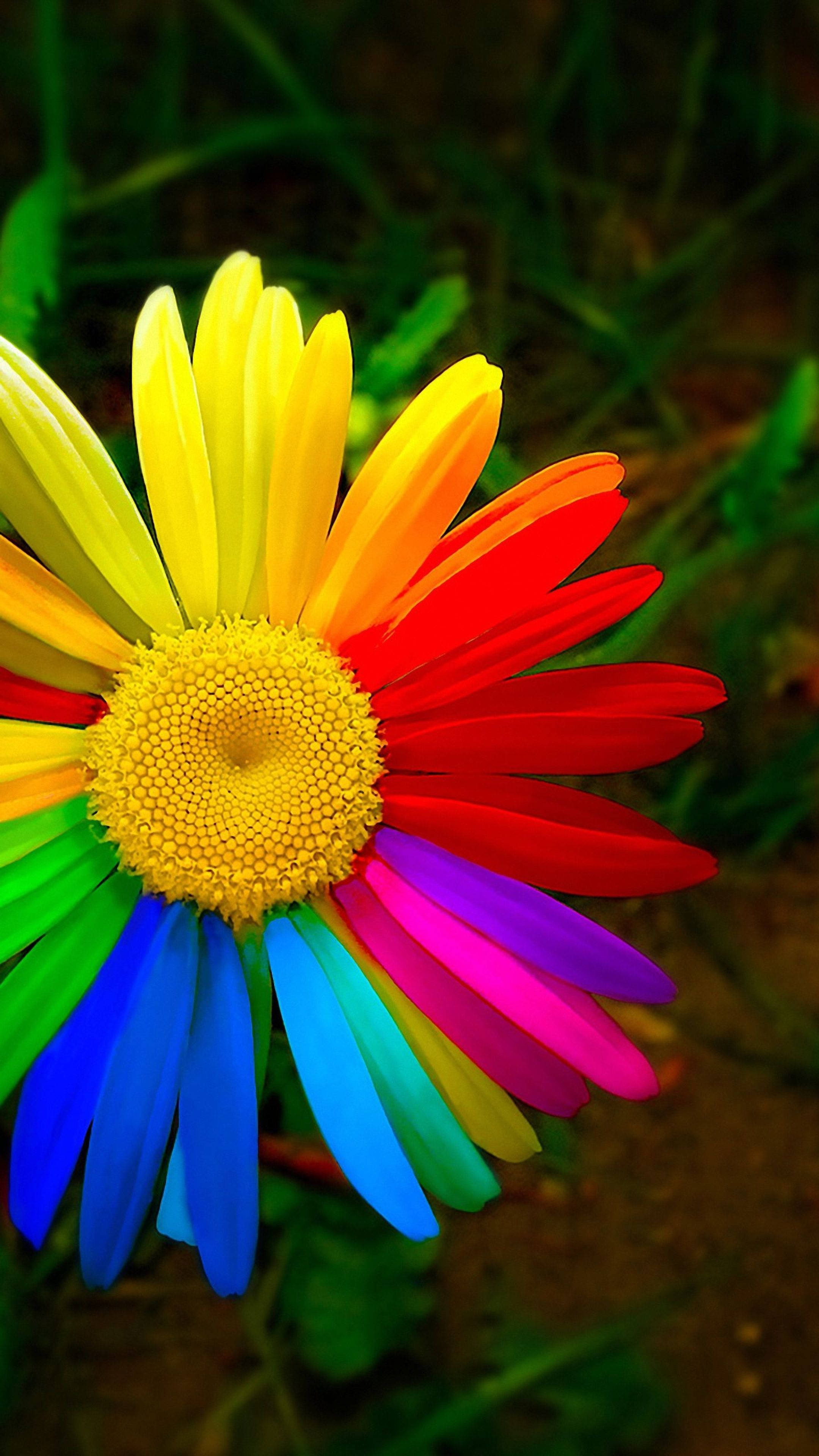 Download HD Rainbow Daisy Flower Wallpaper