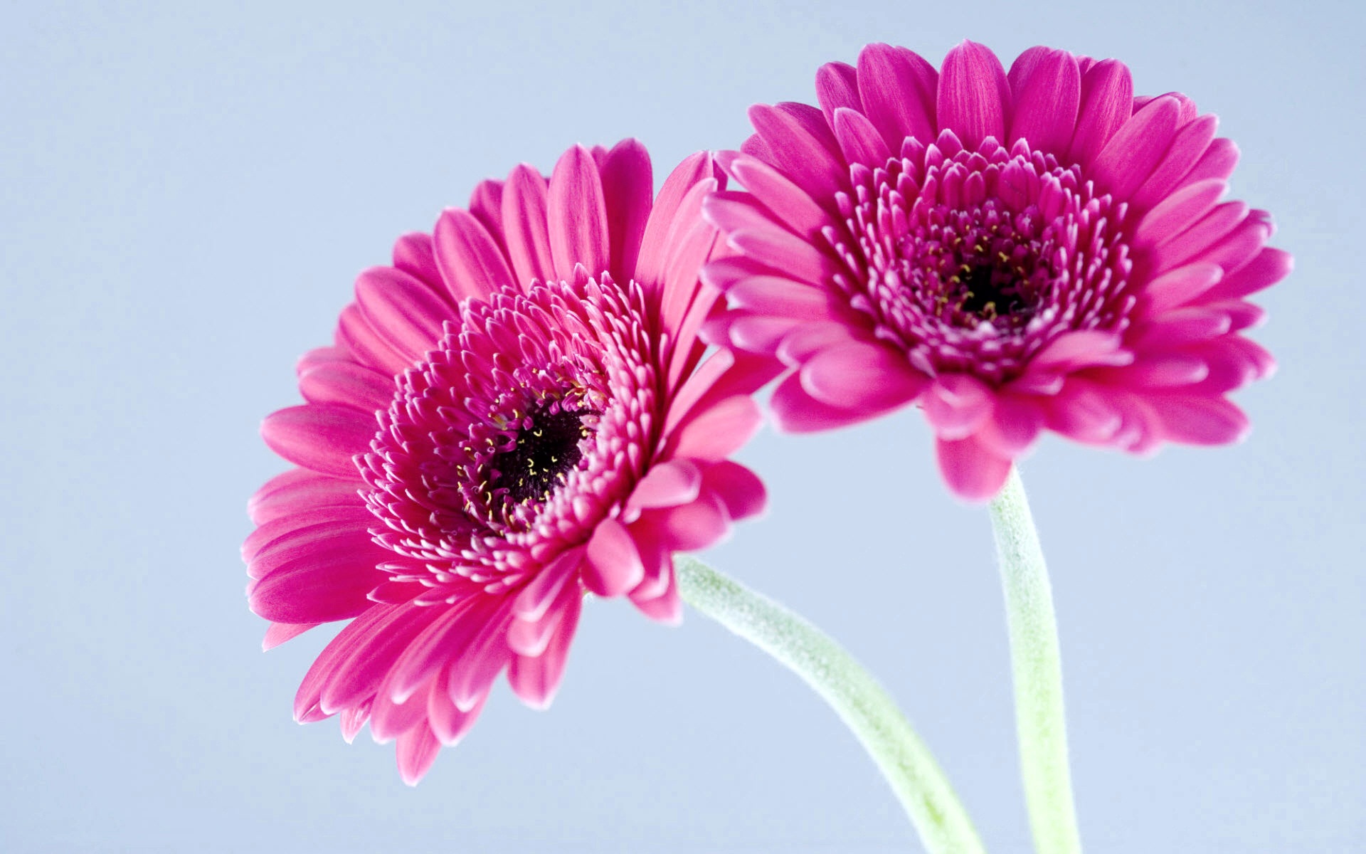 Purple Gerbera Daisies HD wallpaper