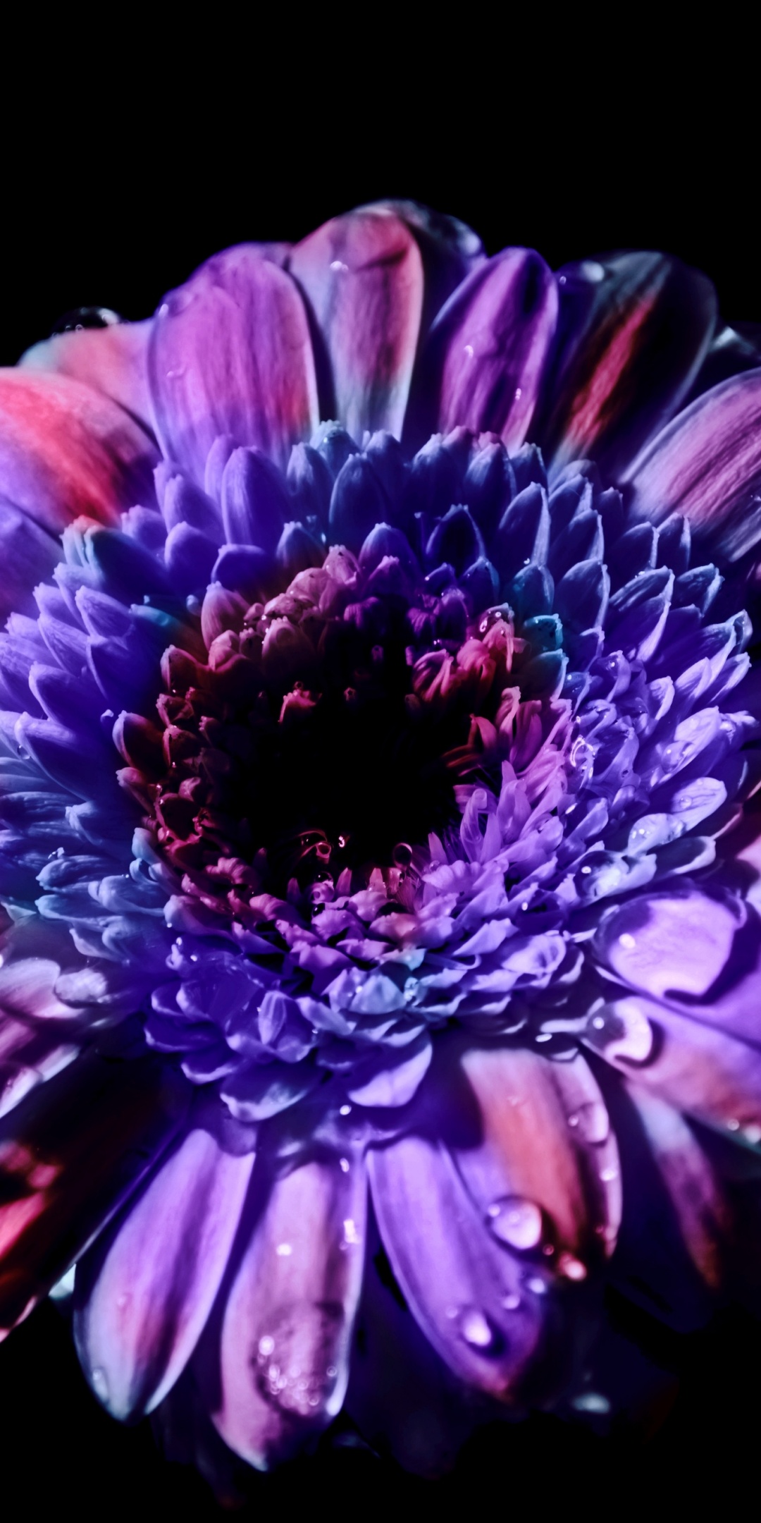 Gerbera Daisy Wallpaper 4K, Purple Flower, Flowers