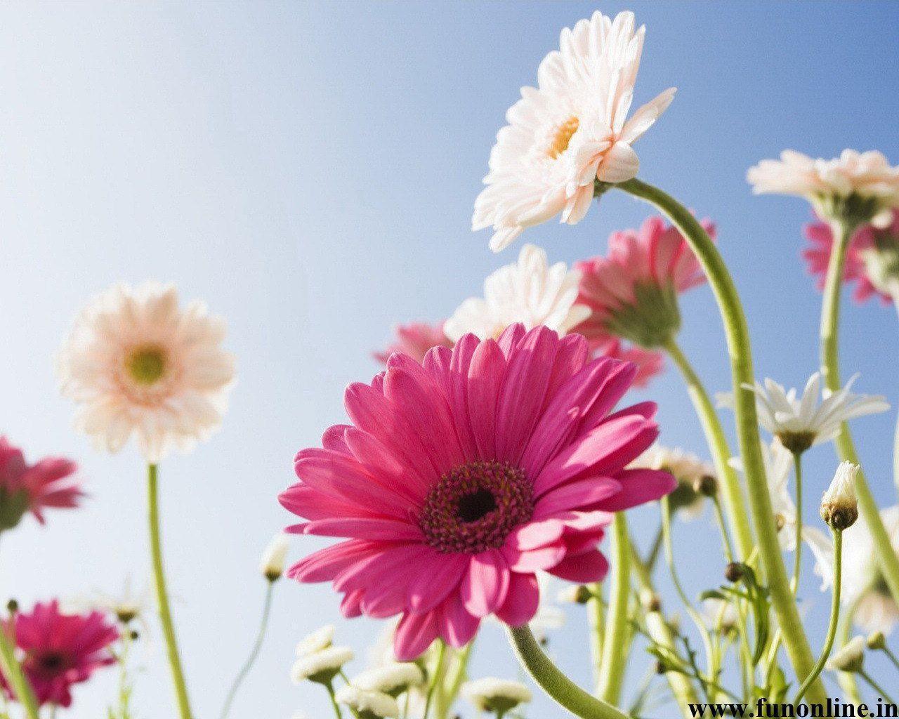 Gerber Daisy Wallpaper