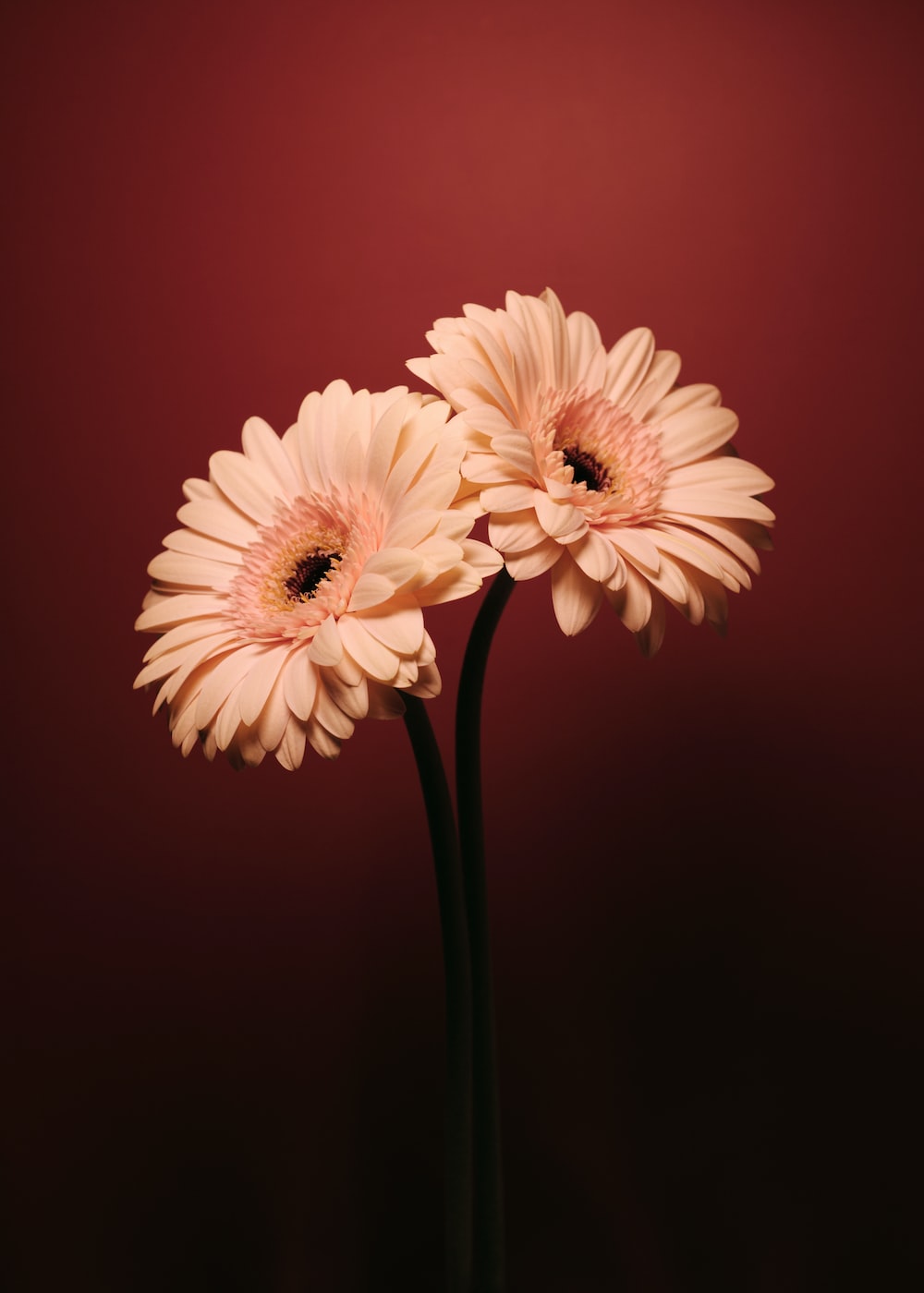 Gerbera Daisy Picture. Download Free Image