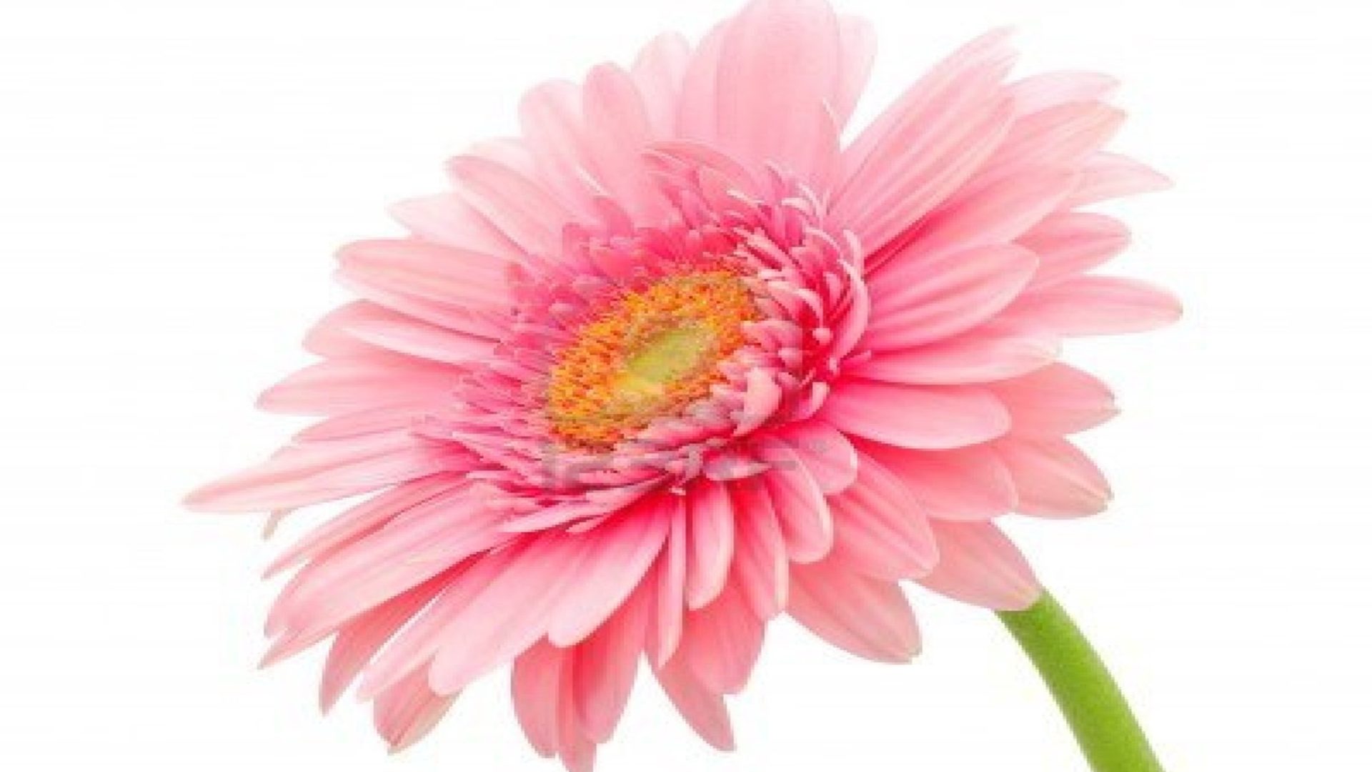 Gerbera Daisy Flower Wallpaper 2, Wallpaper13.com