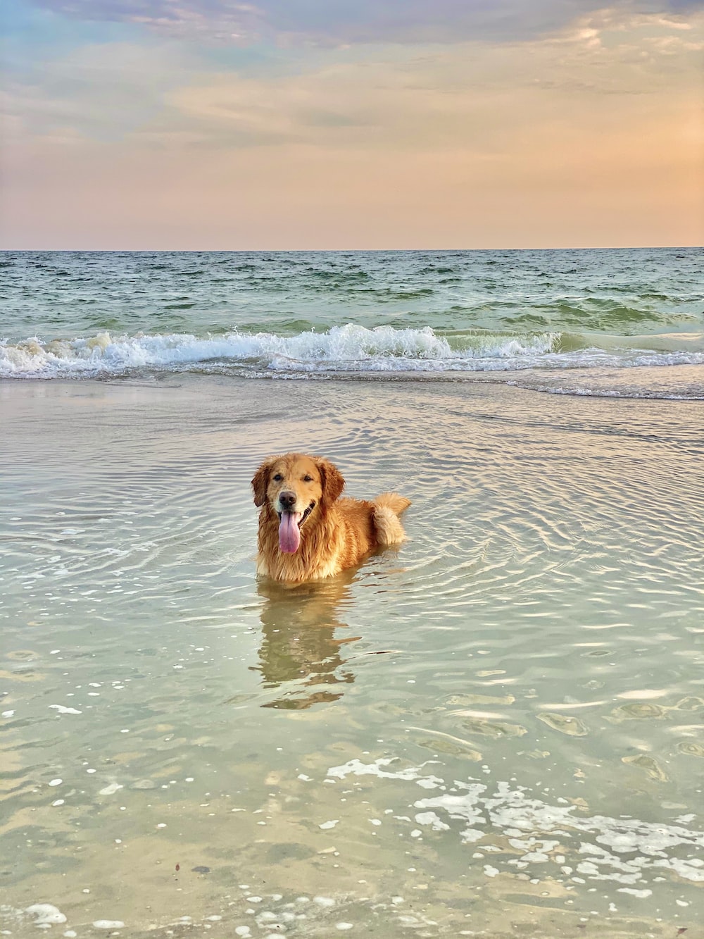 Dog On Beach Picture. Download Free Image