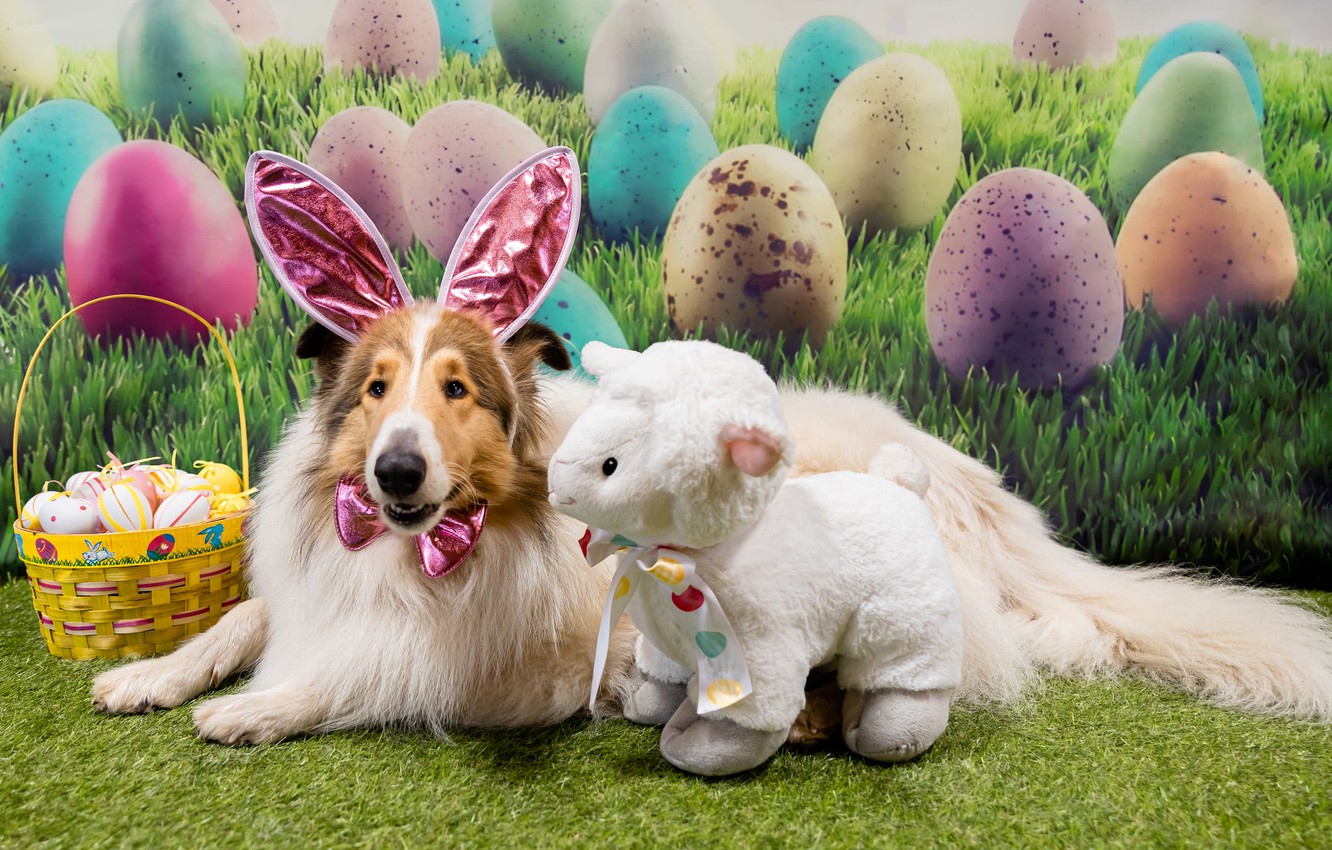 Wallpaper holiday, toy, dog, Easter image for desktop, section собаки