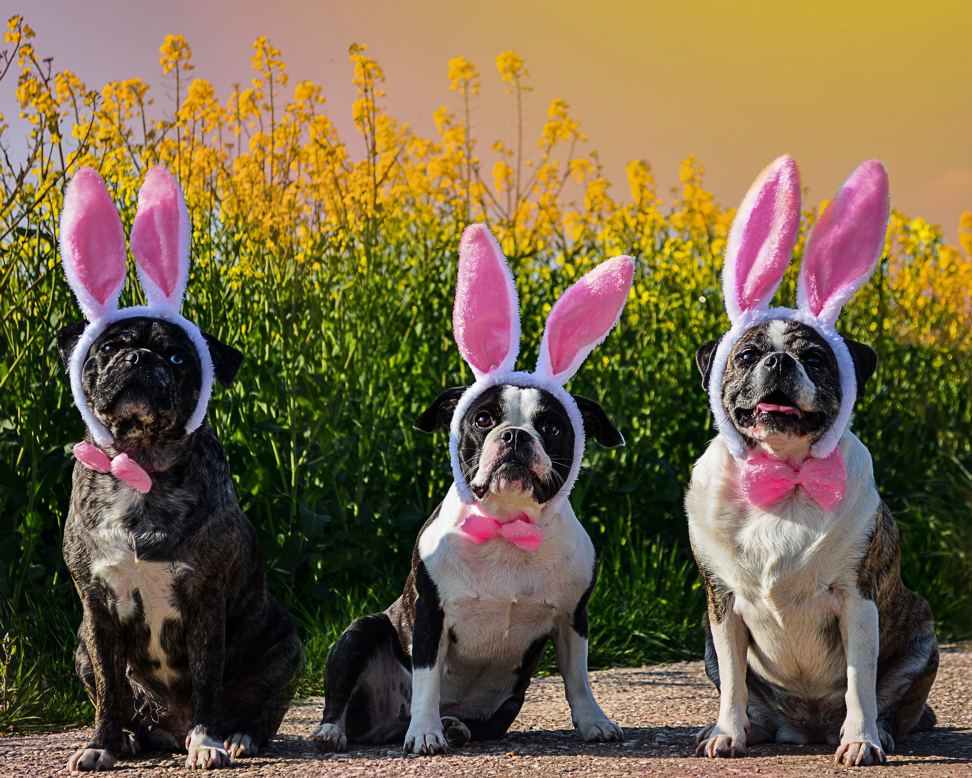 Here's how your pet can snap a free photo with the Easter Bunny