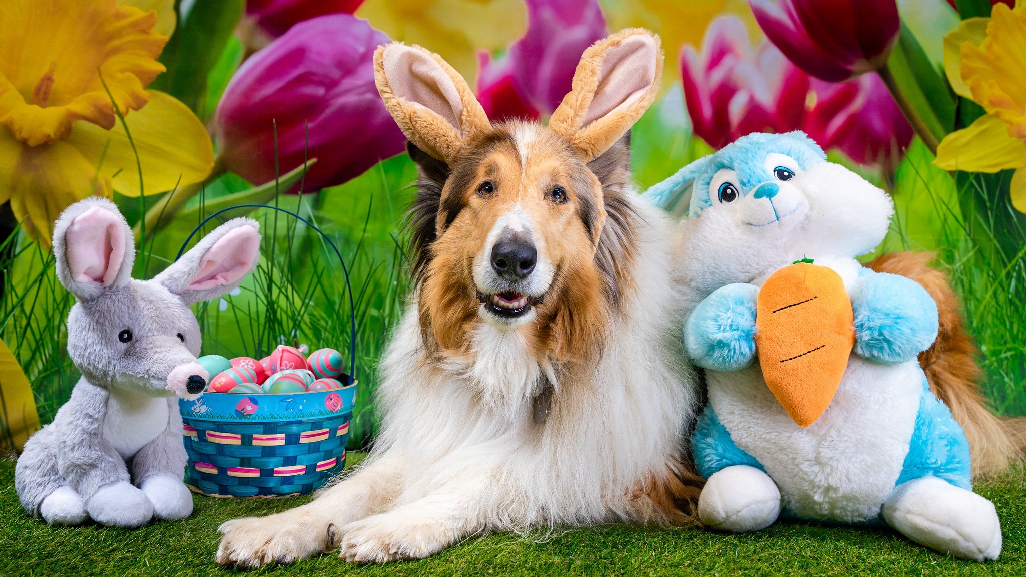 Dog HD, Easter, Stuffed Animal Gallery HD Wallpaper