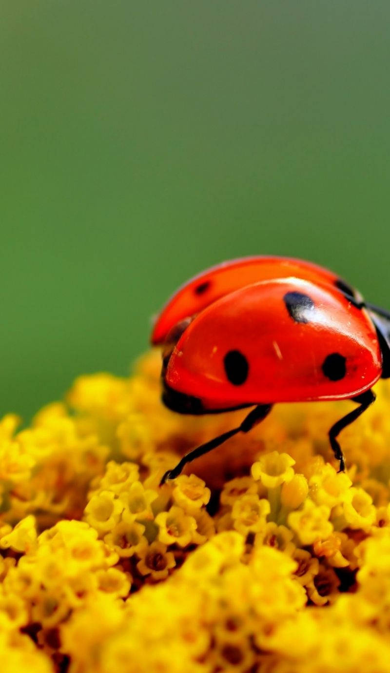 Download Ladybug And Microscopic Yellow Flowers Wallpaper